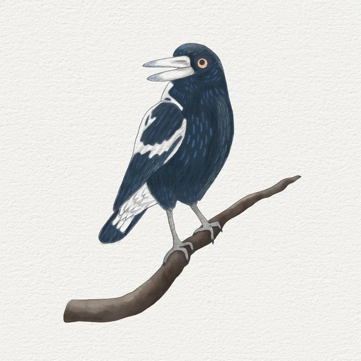 Magpie square