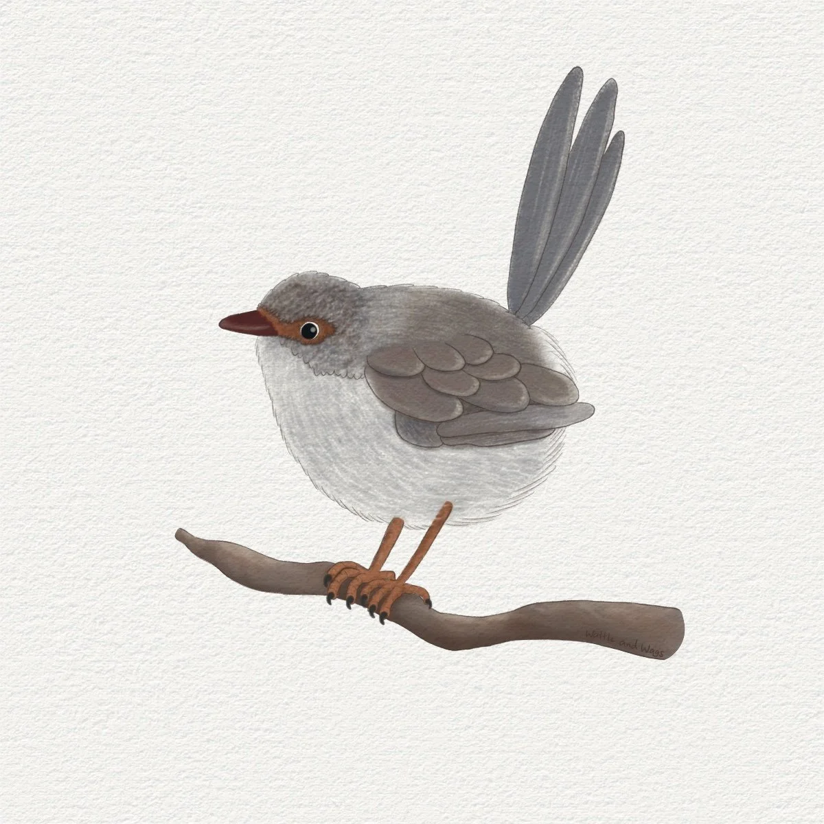 Fairywren square