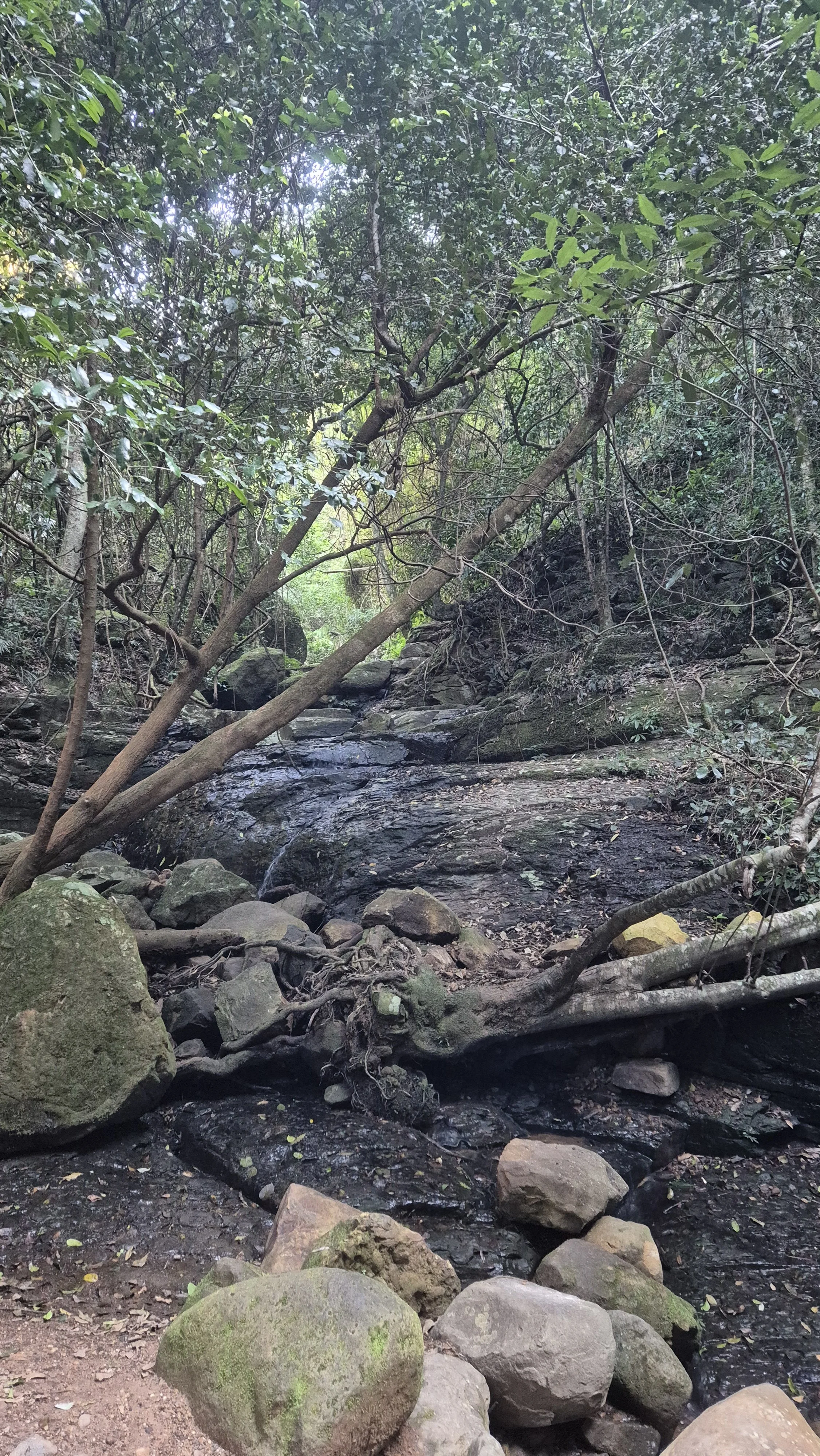 A rocky creek bed with only a little flowing water. On either side of the creek are tangled vines, rocks and leaves.