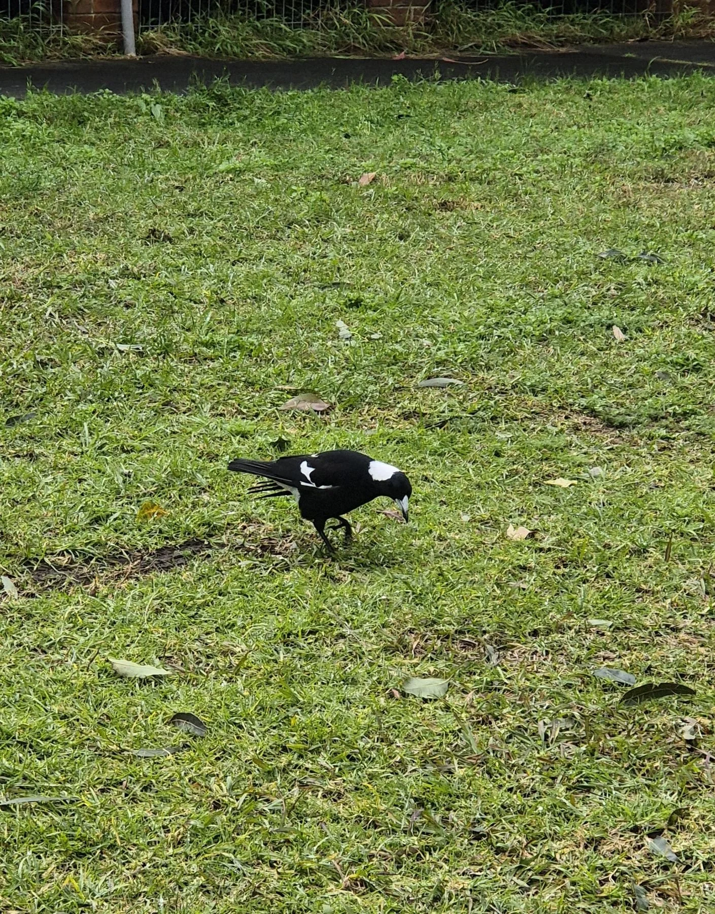 A photo of an Australian Magpie, standing on green grass with one leg slightly raised. The magpie is staring intently at the ground with its head slightly tilted, as though waiting to pounce on an unsuspecting grub.
