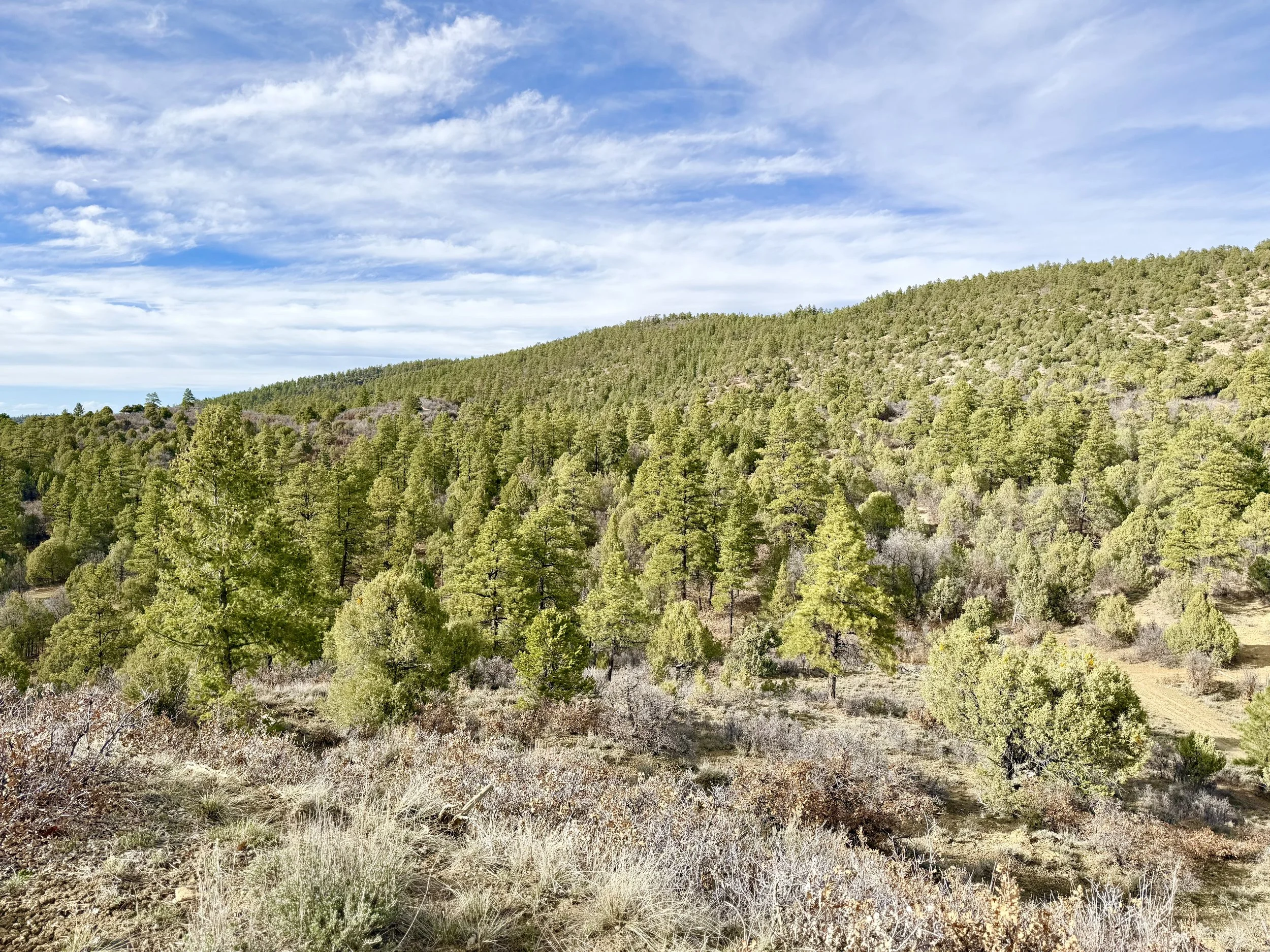 Scenic view of a forested hillside with a partly cloudy blue sky.