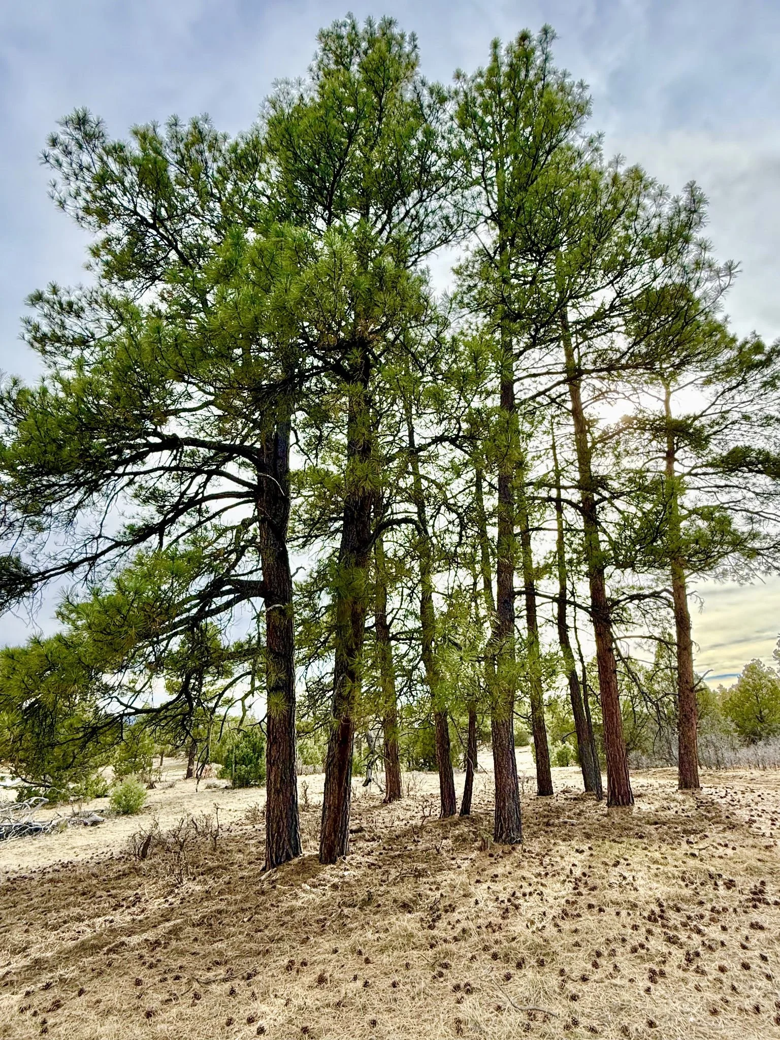A group of tall pine trees growing in a dry, sandy area under a partly cloudy sky.