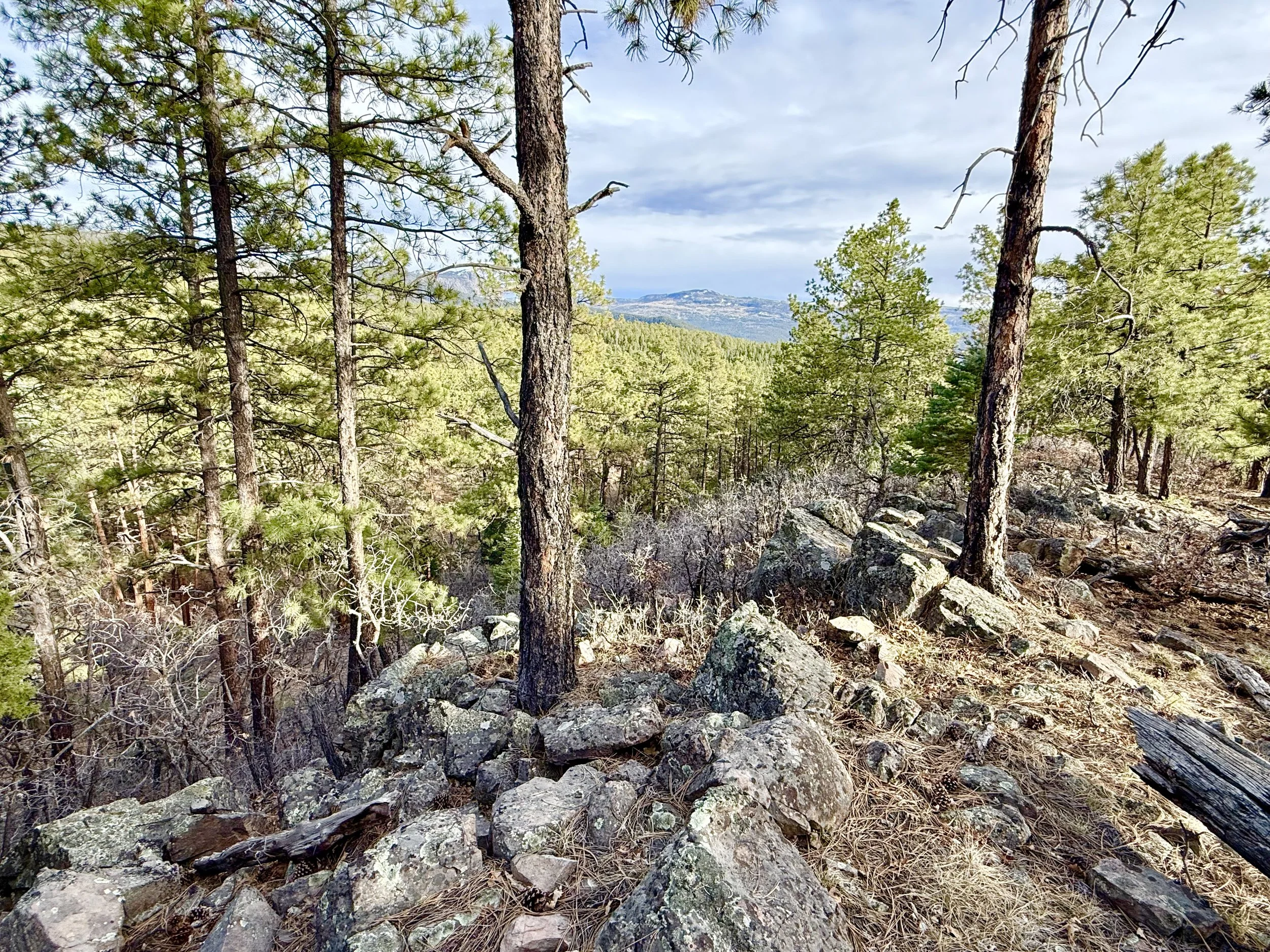 A forest scene with tall pine trees, rocky ground, and a mountain in the background under a partly cloudy sky.