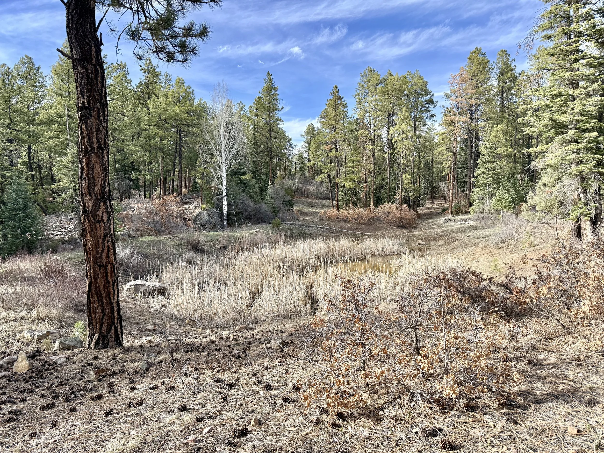 A forest scene with tall pine trees, dry grass, and a dirt path, under a blue sky with some clouds.
