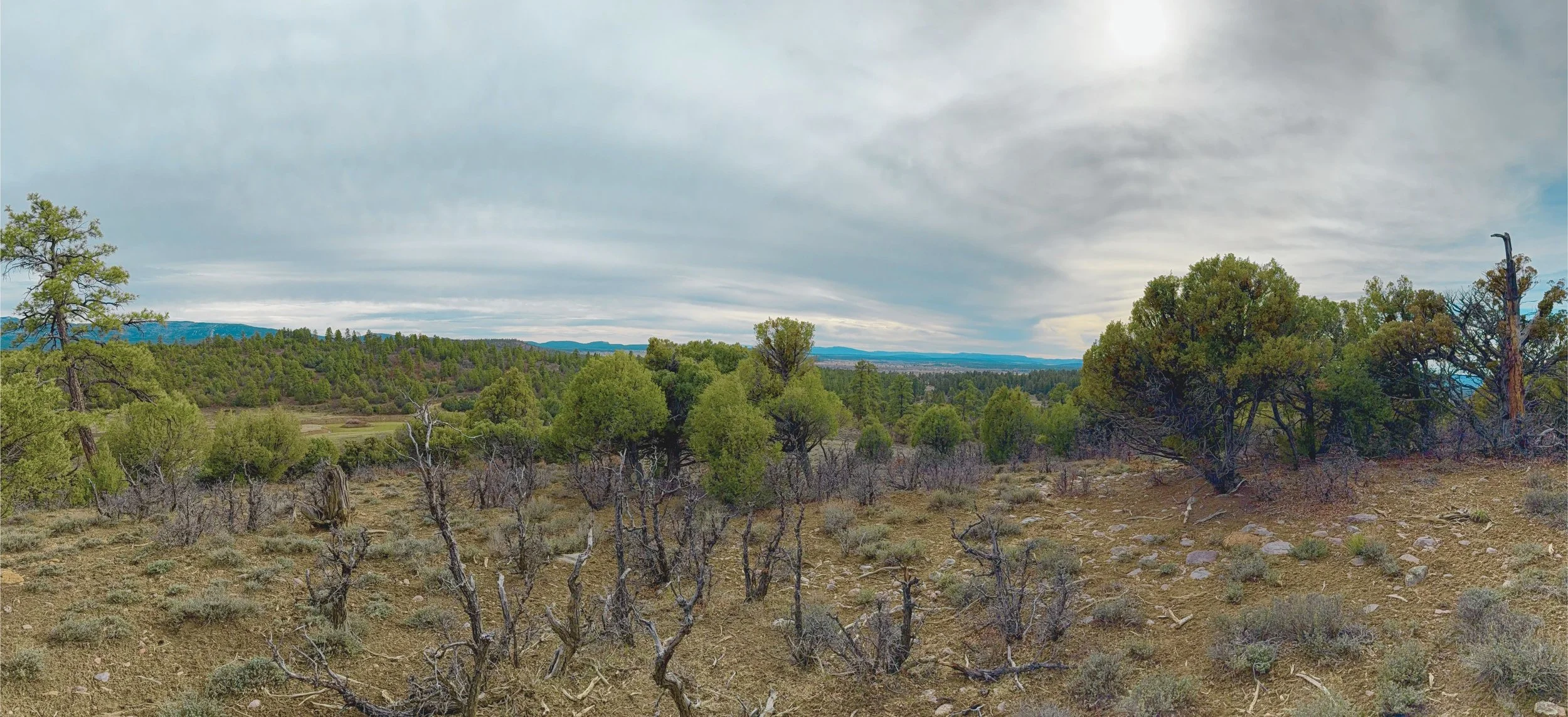 A wide landscape view of a semi-arid forested area with sparse shrubs and pine trees, some with twisted trunks, under a cloudy sky with distant hills or mountains on the horizon.