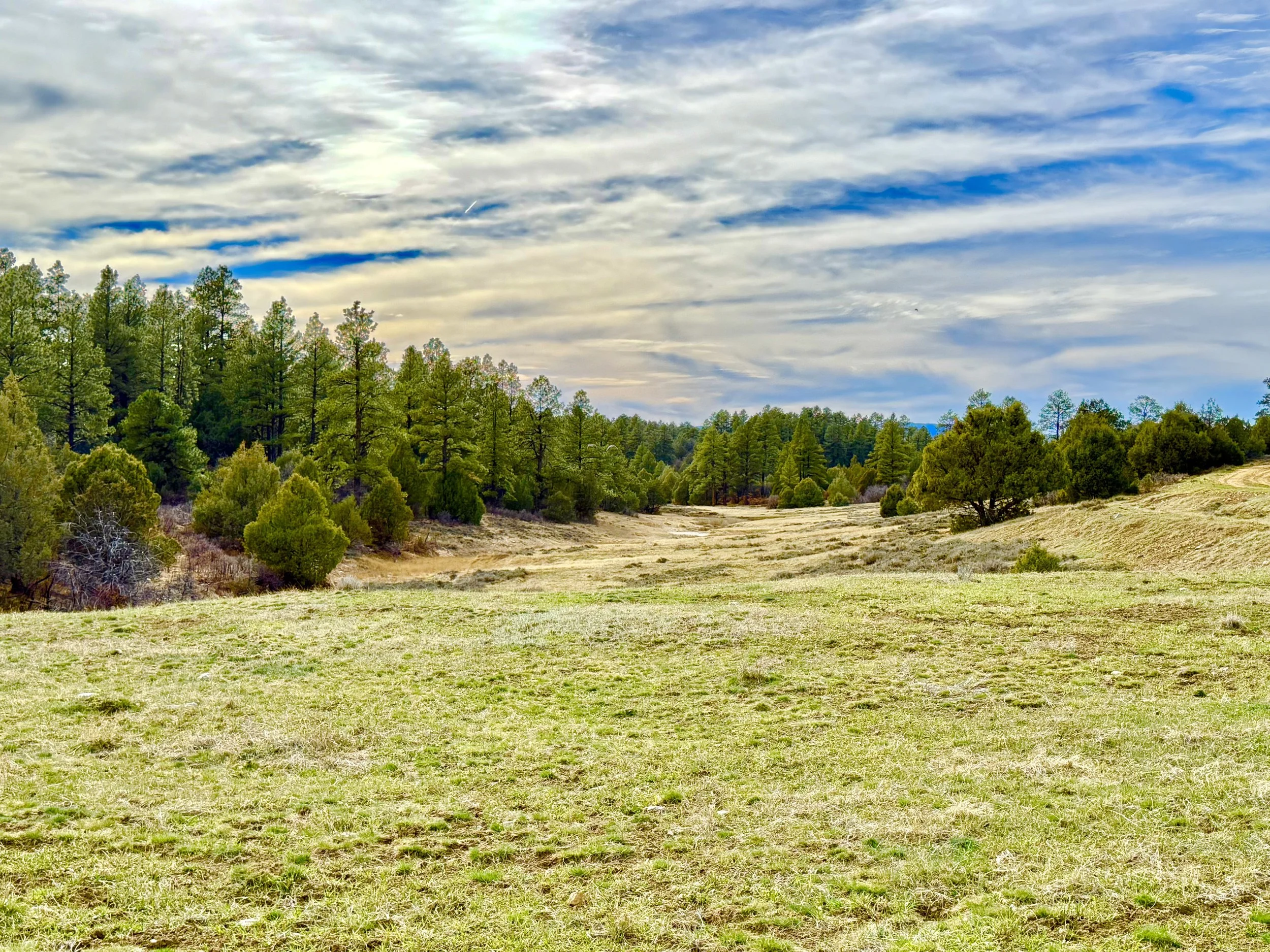 A landscape with a grassy field in the foreground, a line of green trees in the middle, and a partly cloudy sky overhead.