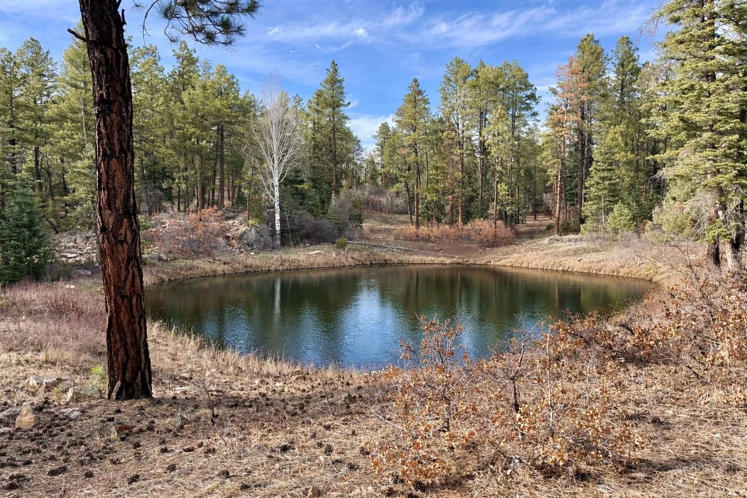 A serene forest scene with a small pond surrounded by tall evergreen trees, some deciduous trees, and rocky terrain under a partly cloudy blue sky.