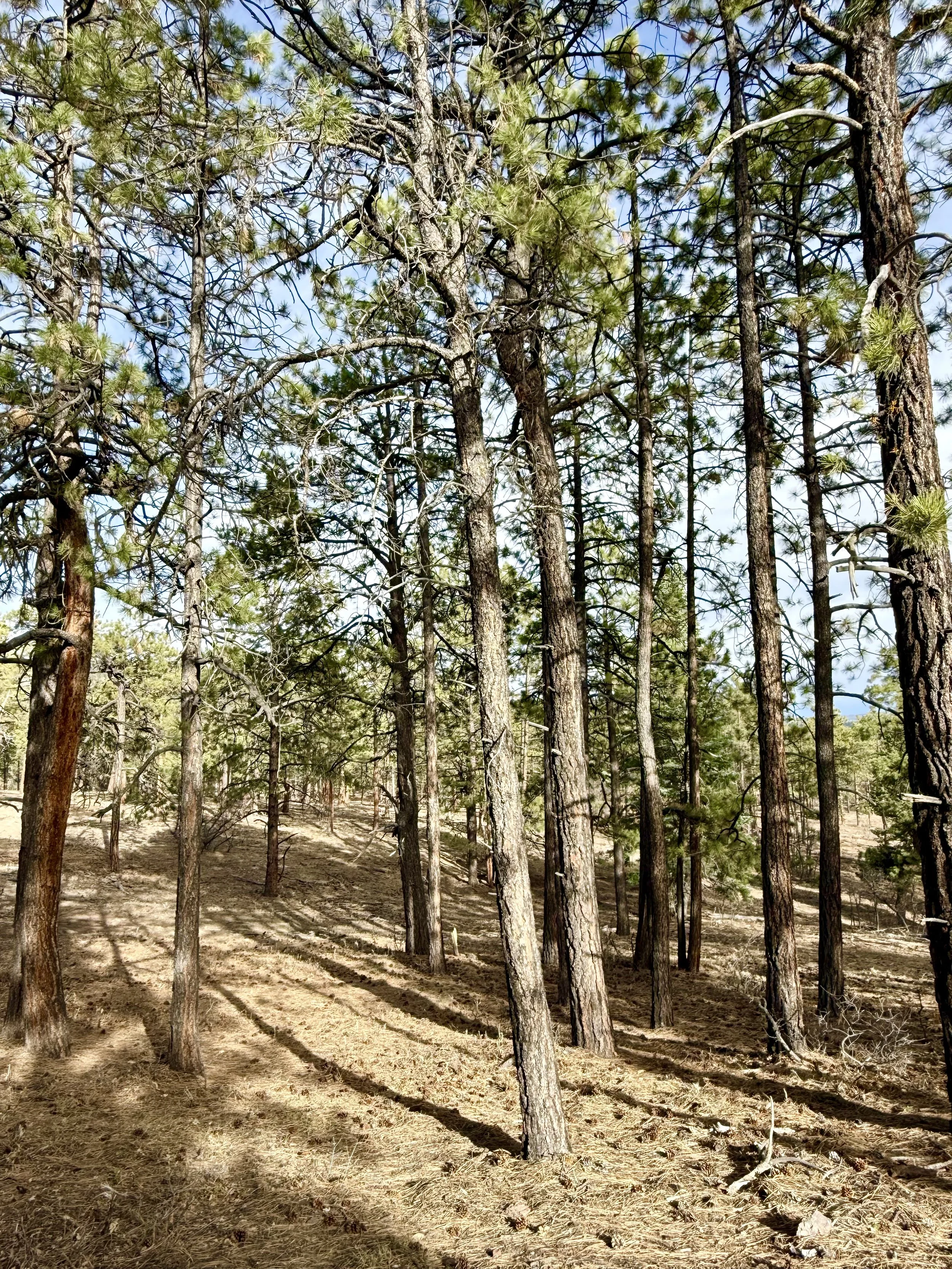 A forest scene with tall pine trees and a dirt ground, under a partly cloudy blue sky.