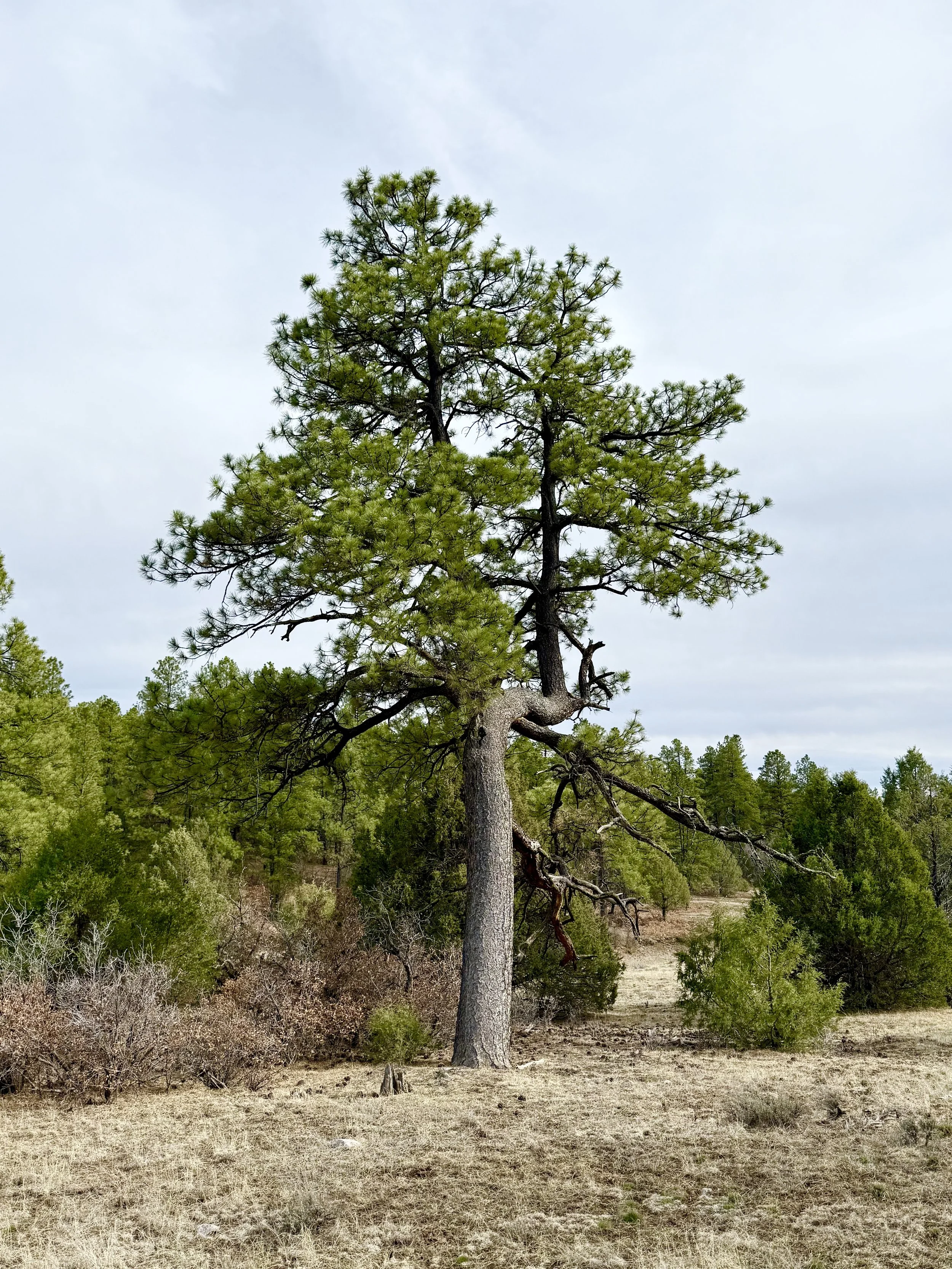 A tall pine tree with green needles standing alone in a dry, grassy field with smaller trees and shrubs in the background under a cloudy sky.
