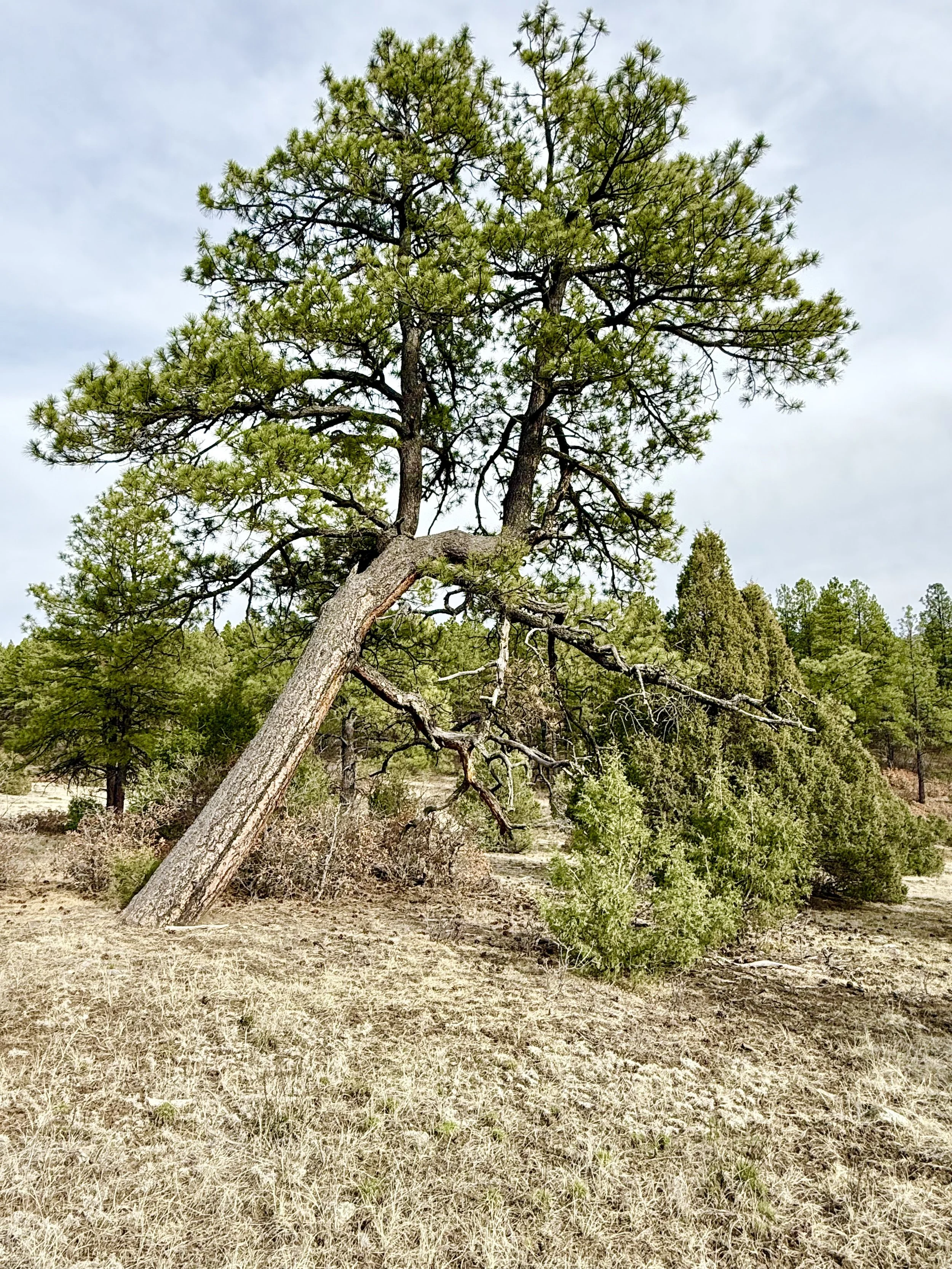 A leaning pine tree in a dry grassy field, with green foliage and a partly cloudy sky in the background.