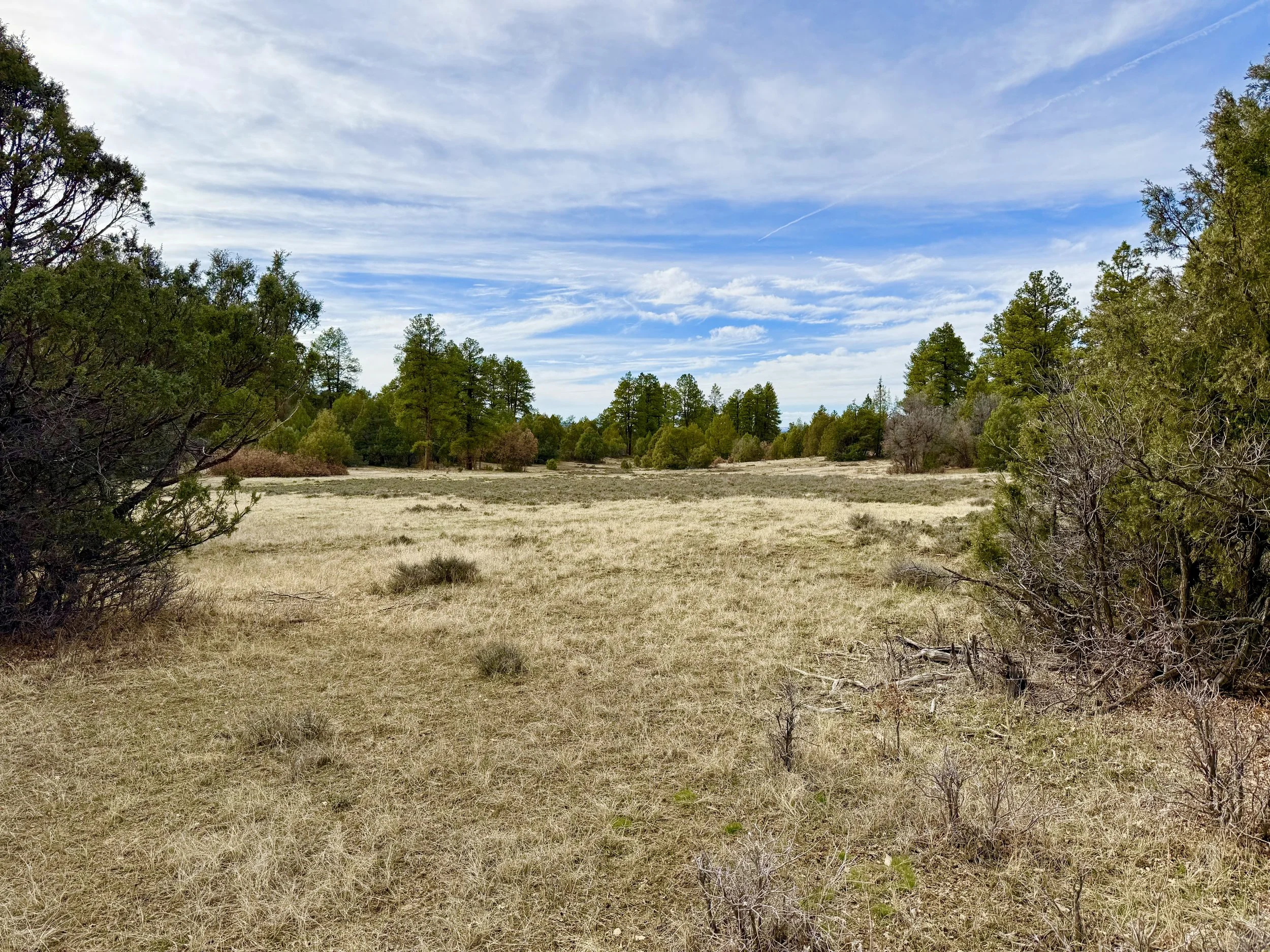 Open field with dry grass surrounded by green trees under a partly cloudy sky.