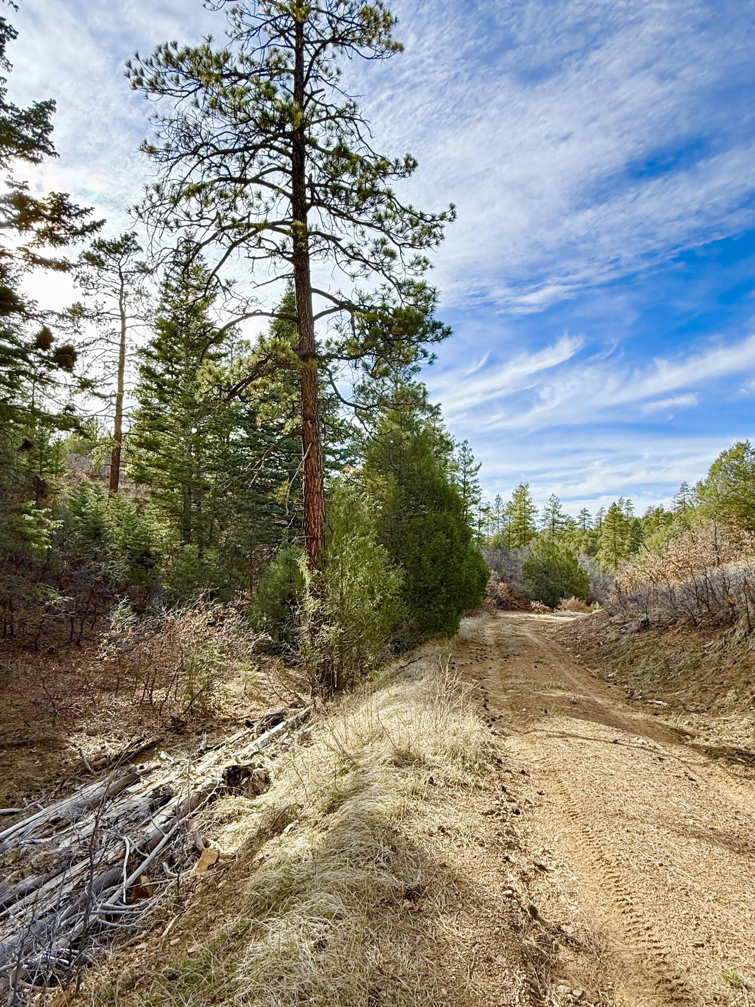 A dirt trail in a forested area with tall pine trees and a partly cloudy sky.