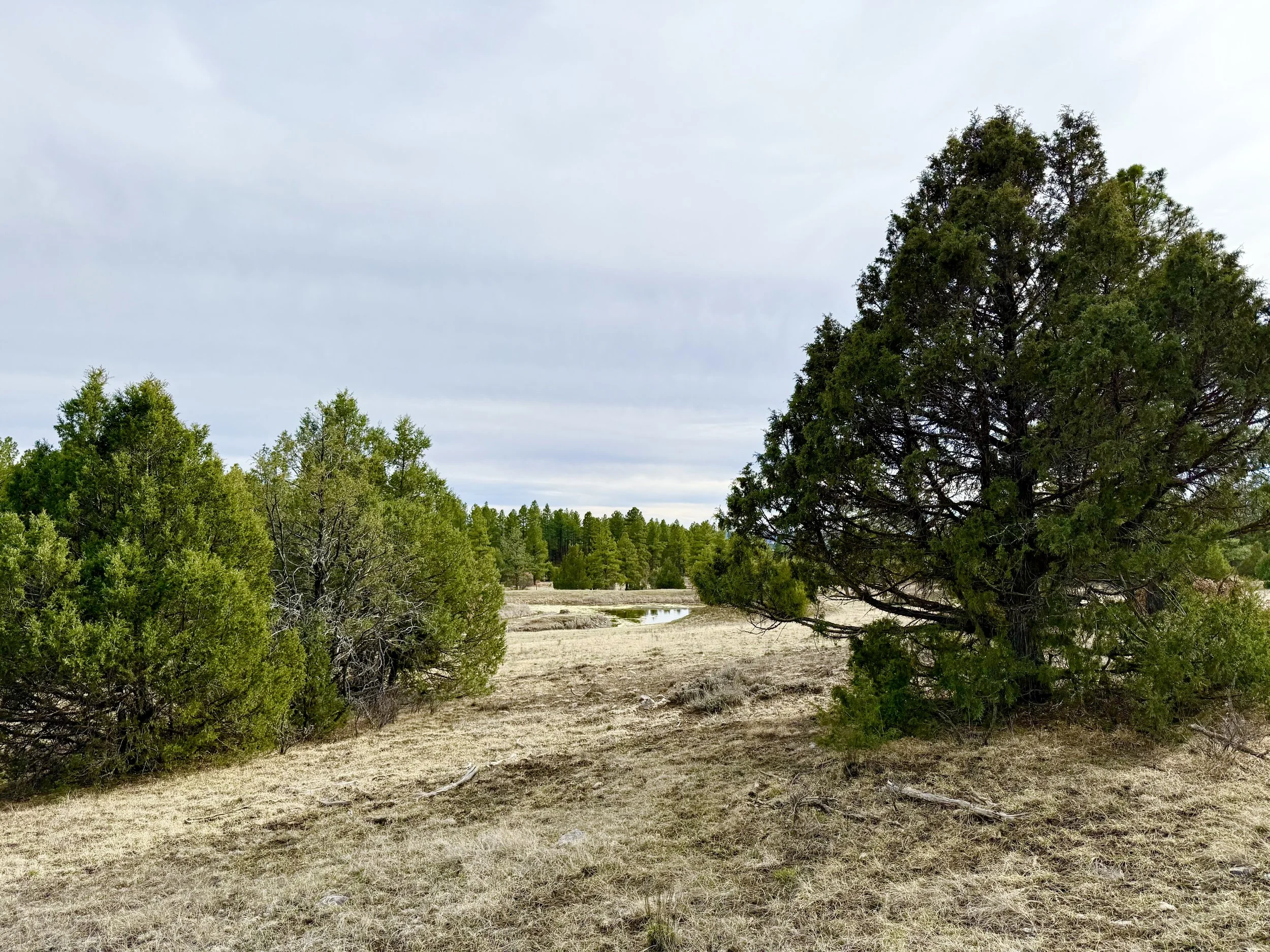 A landscape view featuring a dry grassy area with green trees and bushes, a narrow water stream, and a large pine tree, under a cloudy sky.