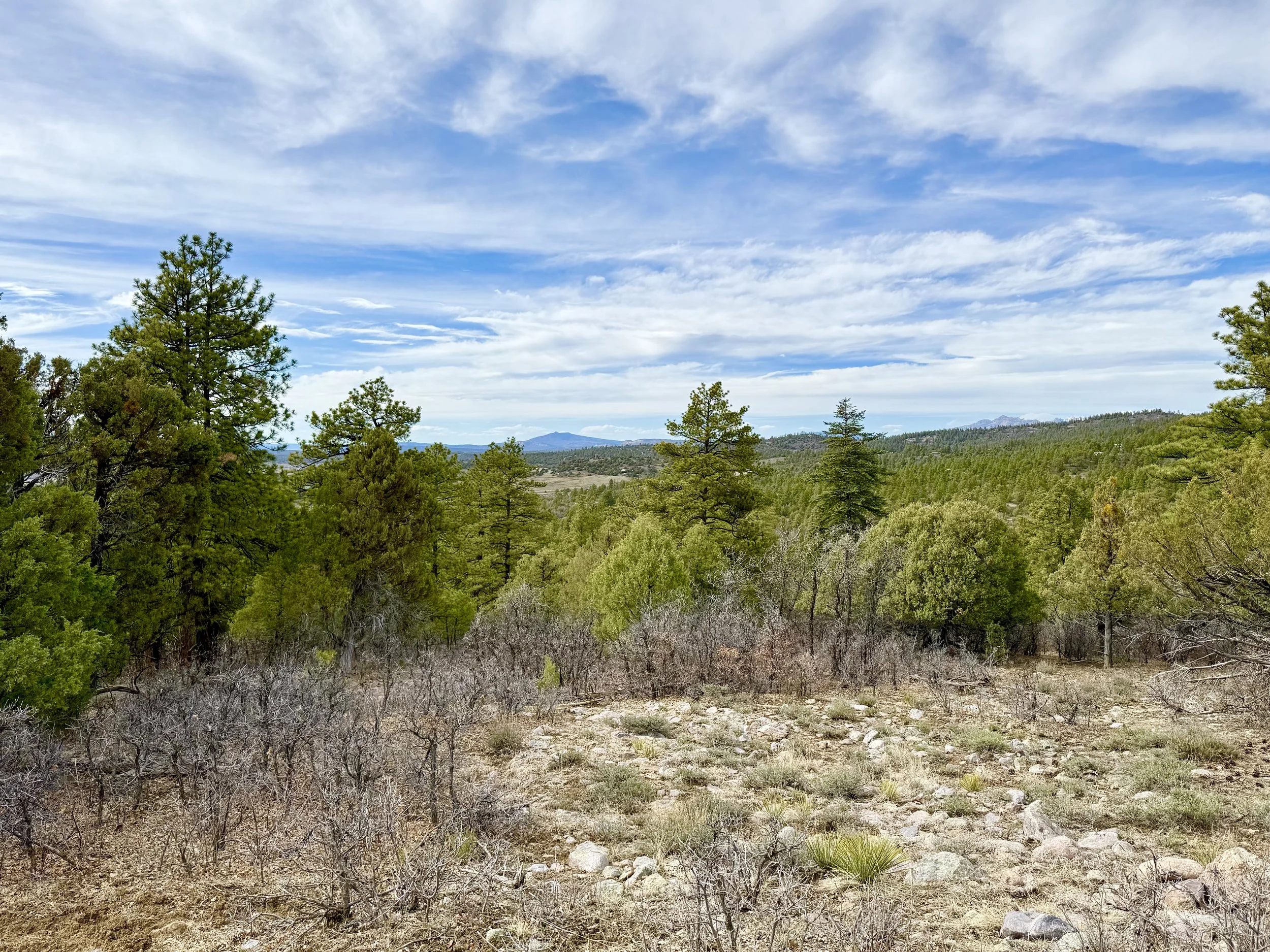 A landscape view of a forested area with tall pine trees, distant mountains, and a partly cloudy sky.