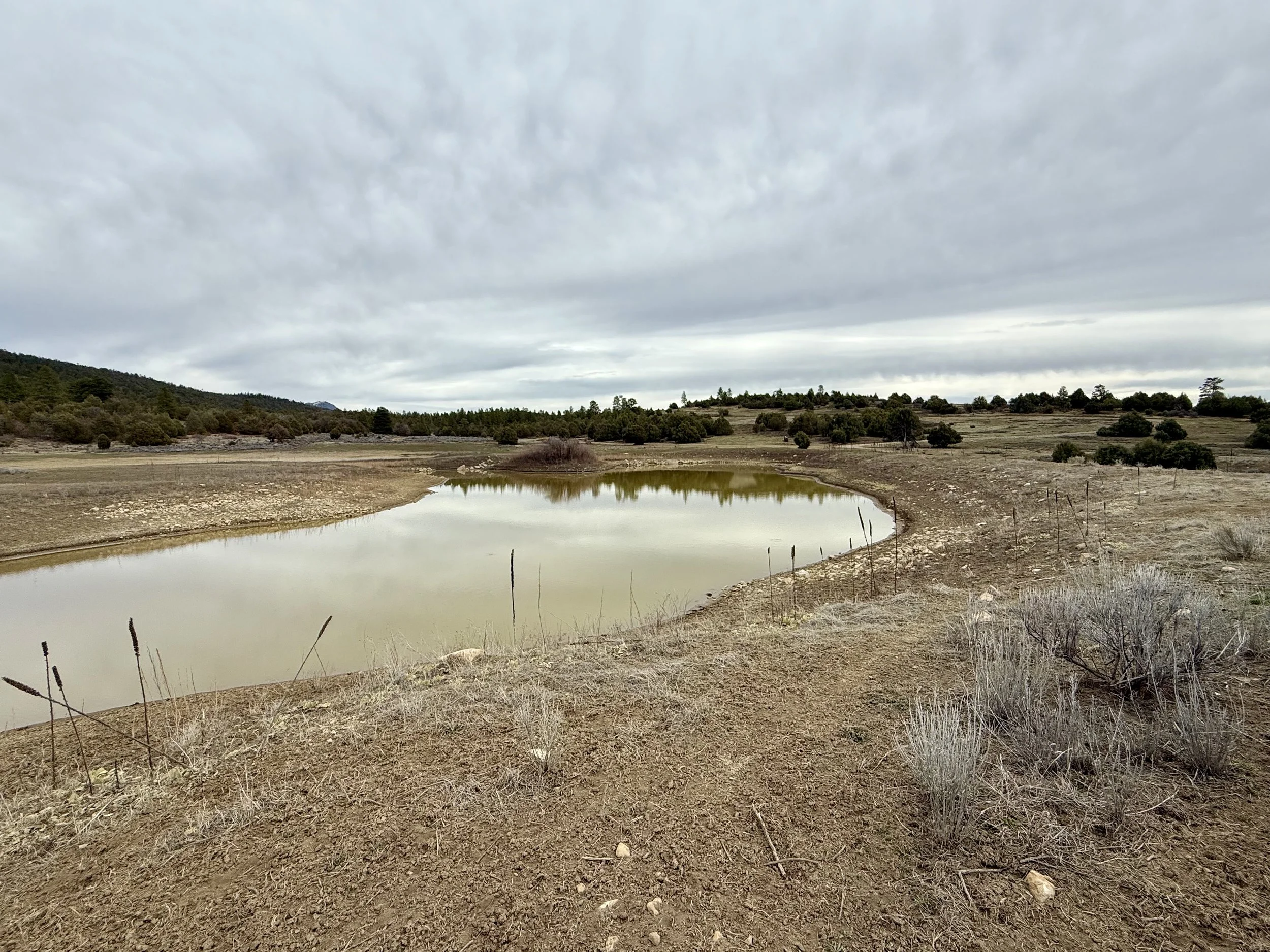 A landscape with a small pond in the foreground, dry brownish grass, and a distant hillside covered with trees under a cloudy overcast sky.