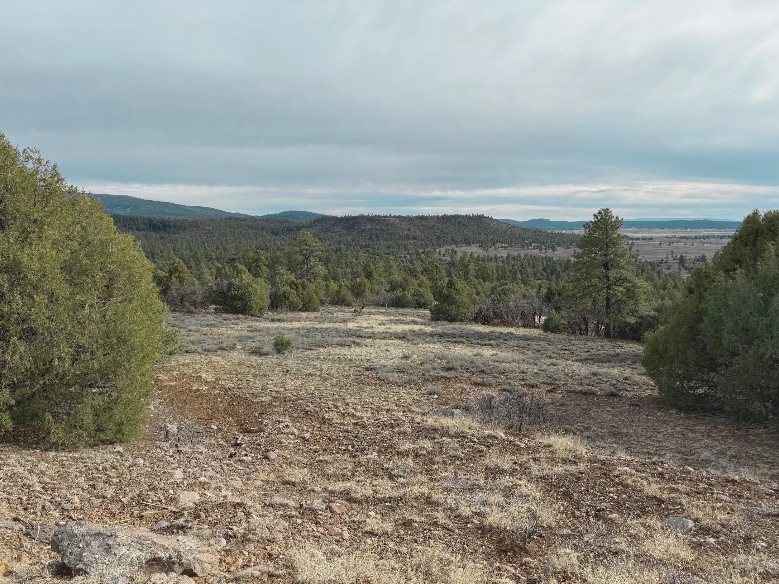 A wide view of a landscape with rolling hills covered in trees under a cloudy sky, with a flat rocky foreground and a small animal, possibly a coyote, in the distance.