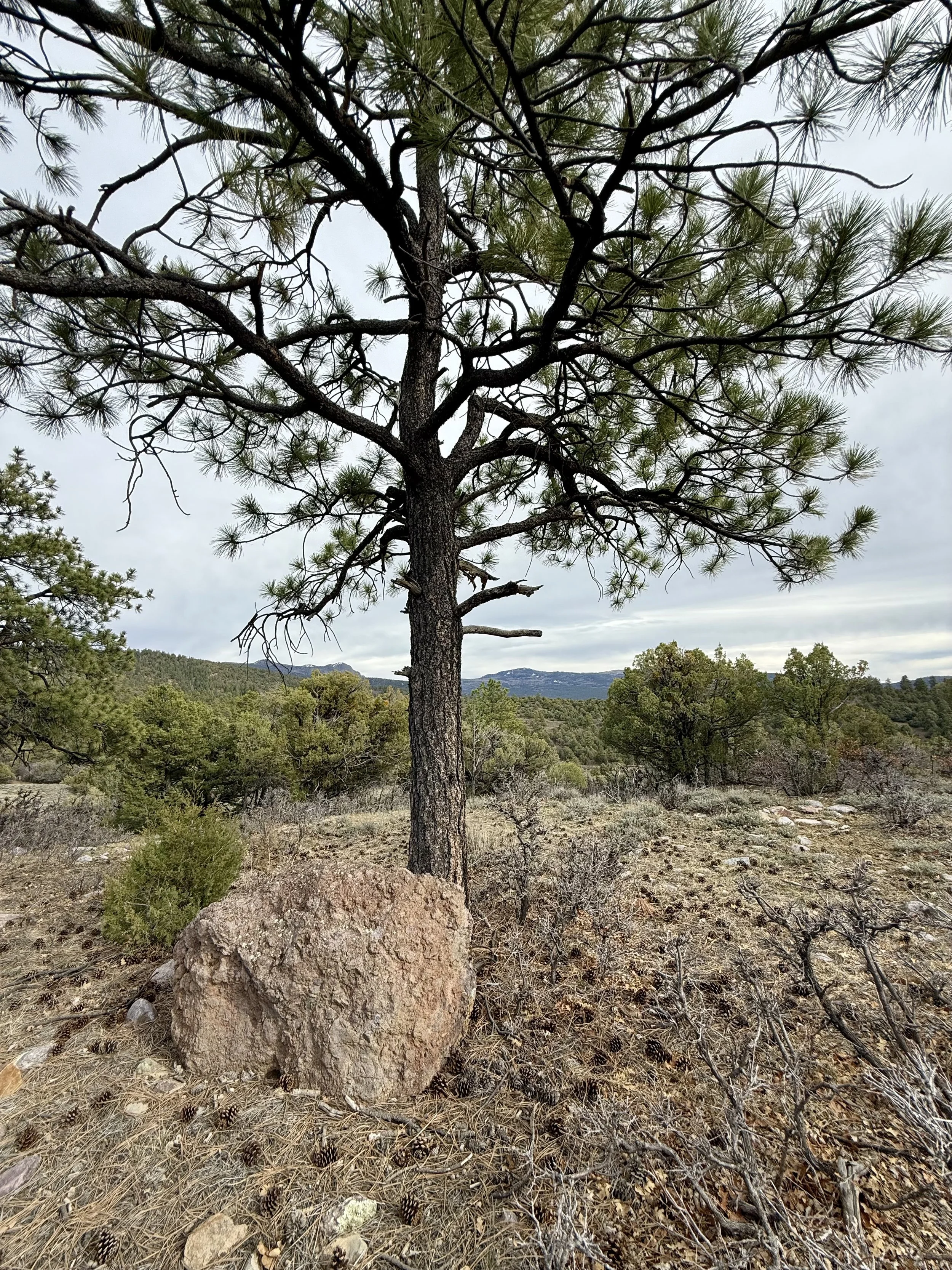 A tall pine tree standing in a mountainous forest with a cloudy sky in the background. The ground is dry with rocks, pinecones, and sparse grass.