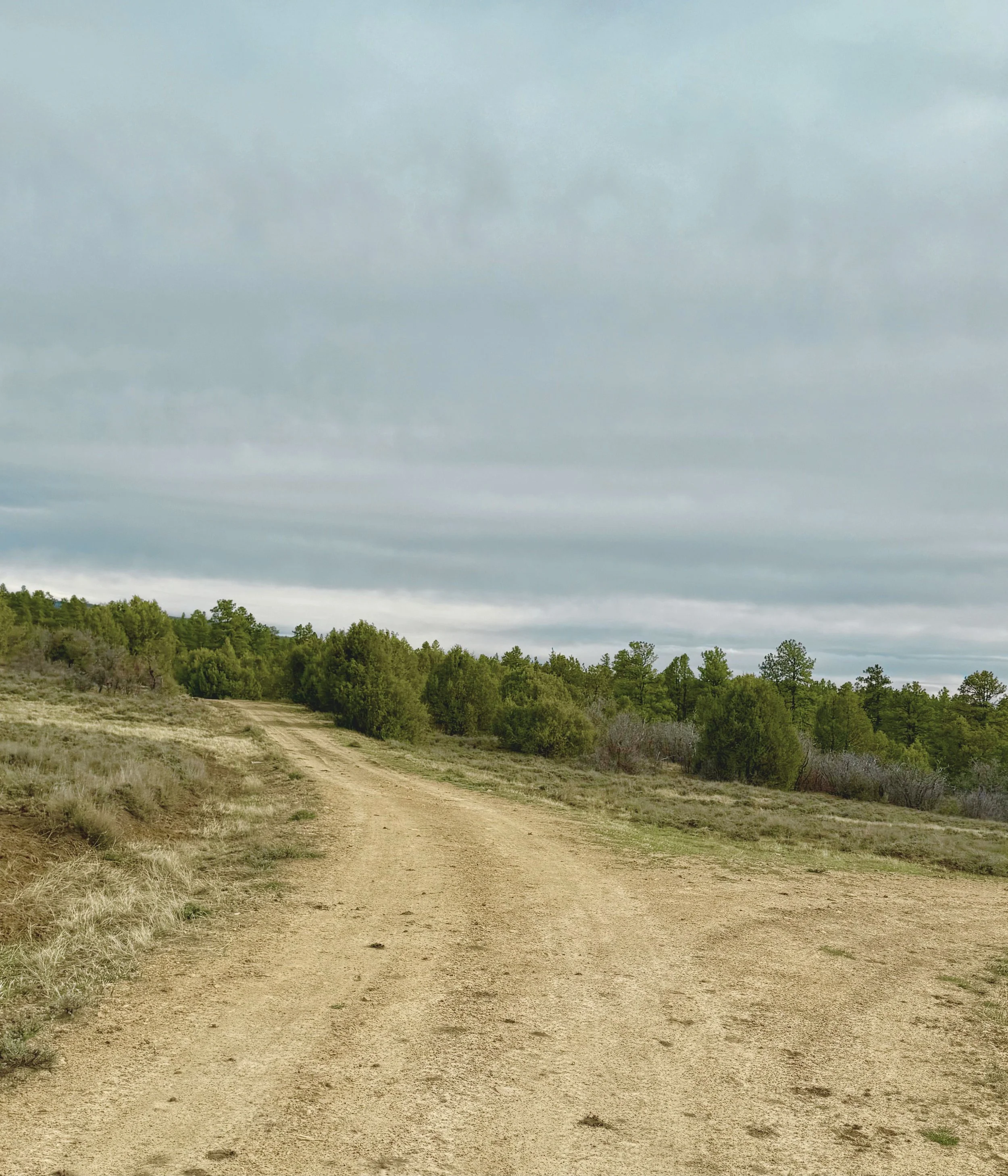 Dirt road leading into green trees under gray cloudy sky in rural landscape.