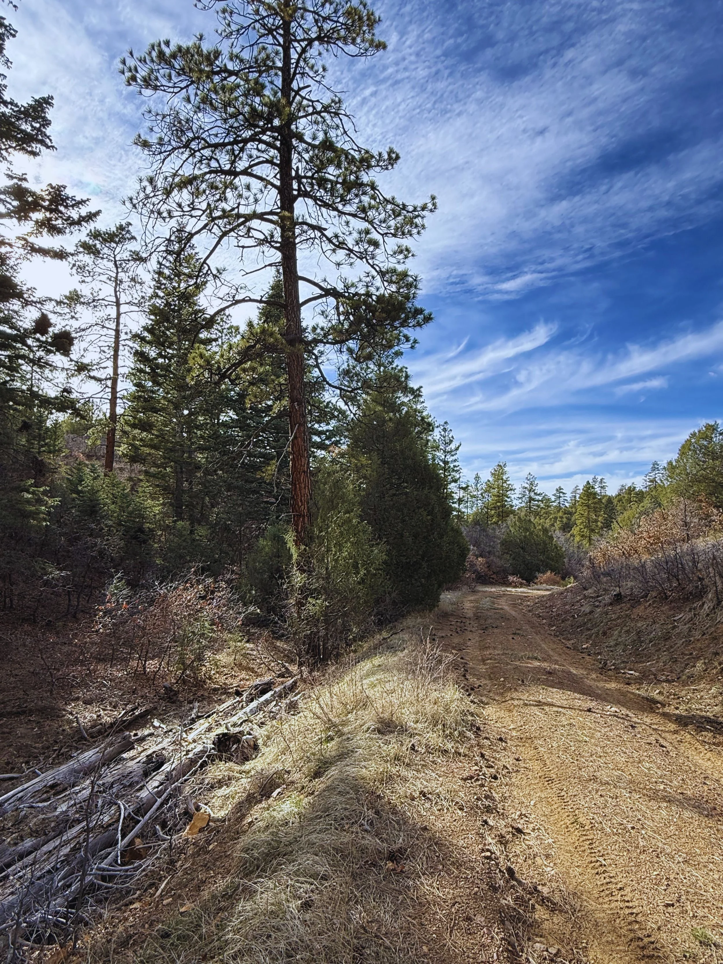A dirt trail through a forest of tall pine trees under a partly cloudy blue sky.