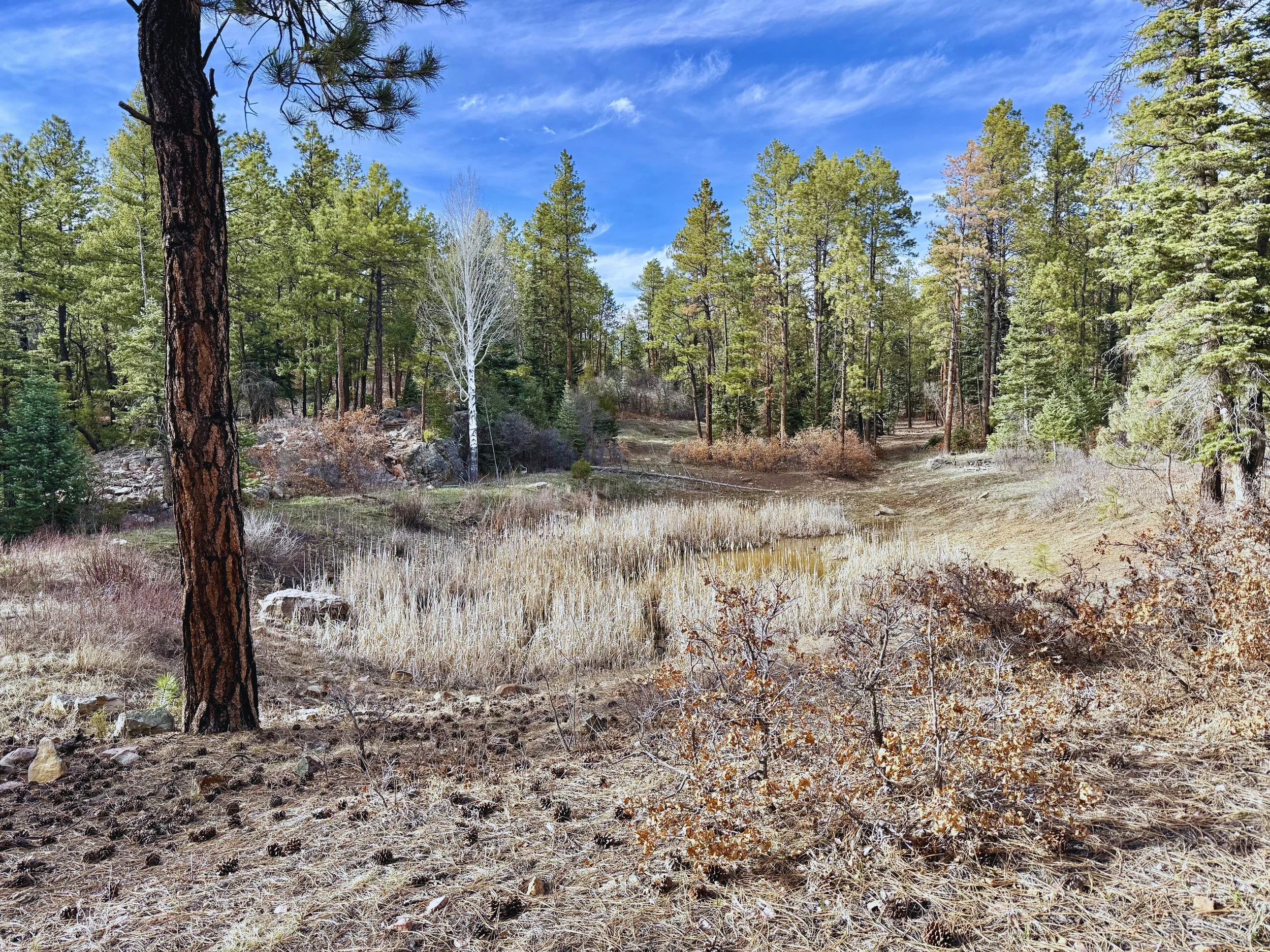 A forest with a mix of green pine trees and a single leafless white tree, under a partly cloudy blue sky.