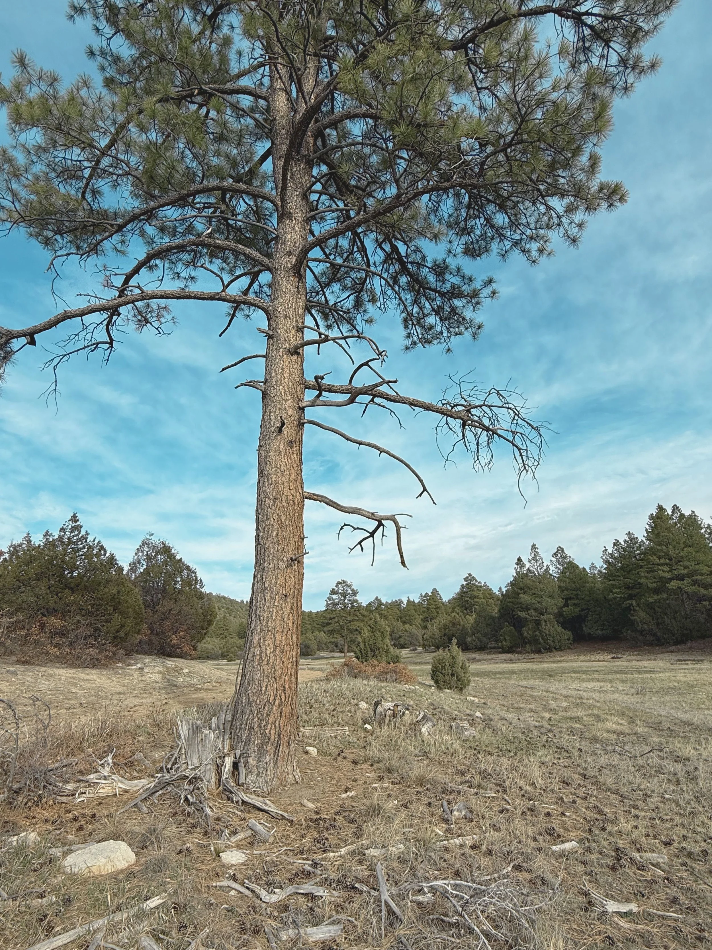 A tall pine tree with mostly bare branches stands in a dry, grassy landscape under a blue sky with light, wispy clouds. Forested hills are visible in the background.
