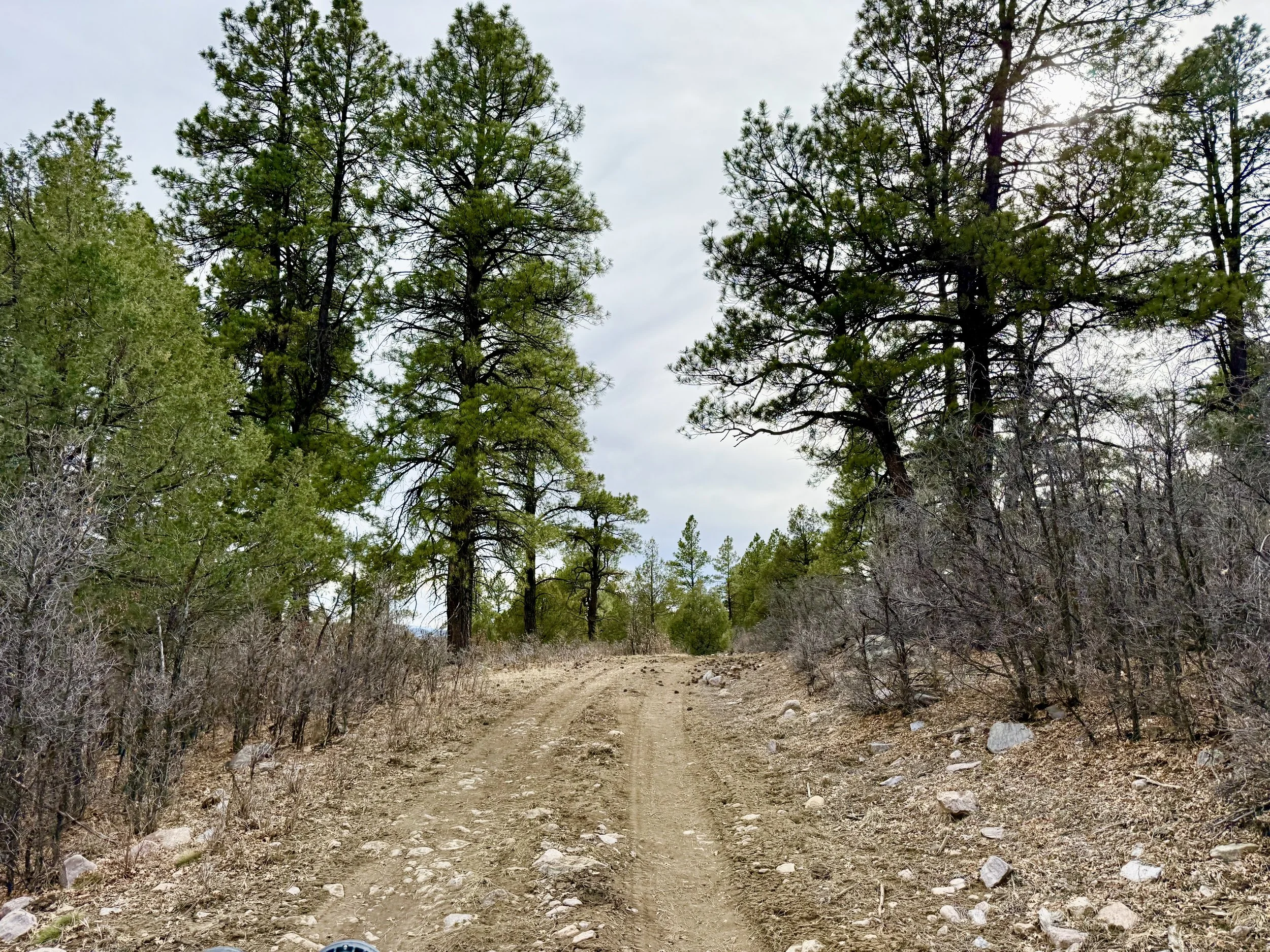 A dirt trail surrounded by shrubs and pine trees, with a cloudy sky overhead.