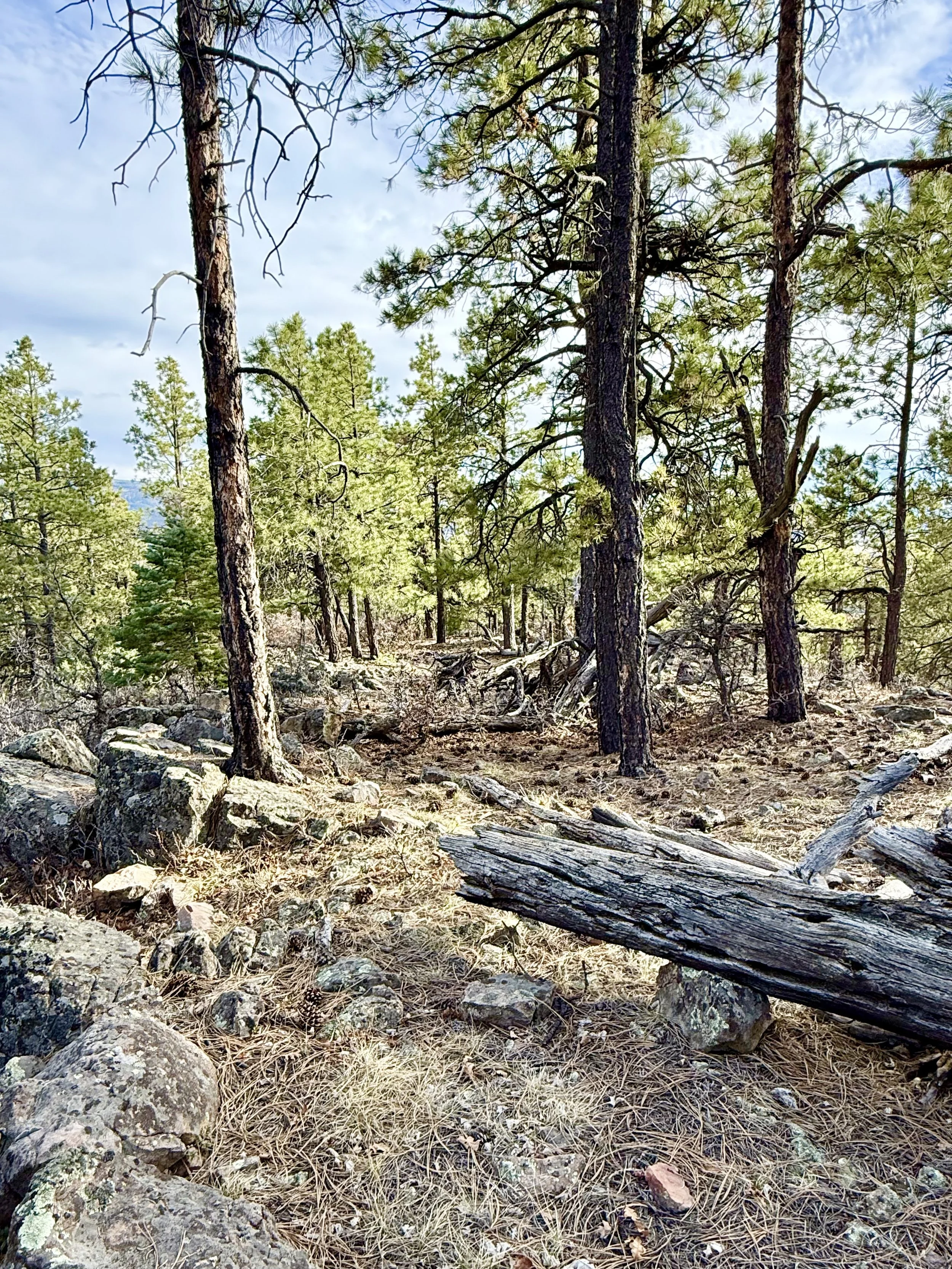 A forest scene with tall pine trees, rocks on the ground, and fallen logs, under a partly cloudy sky.