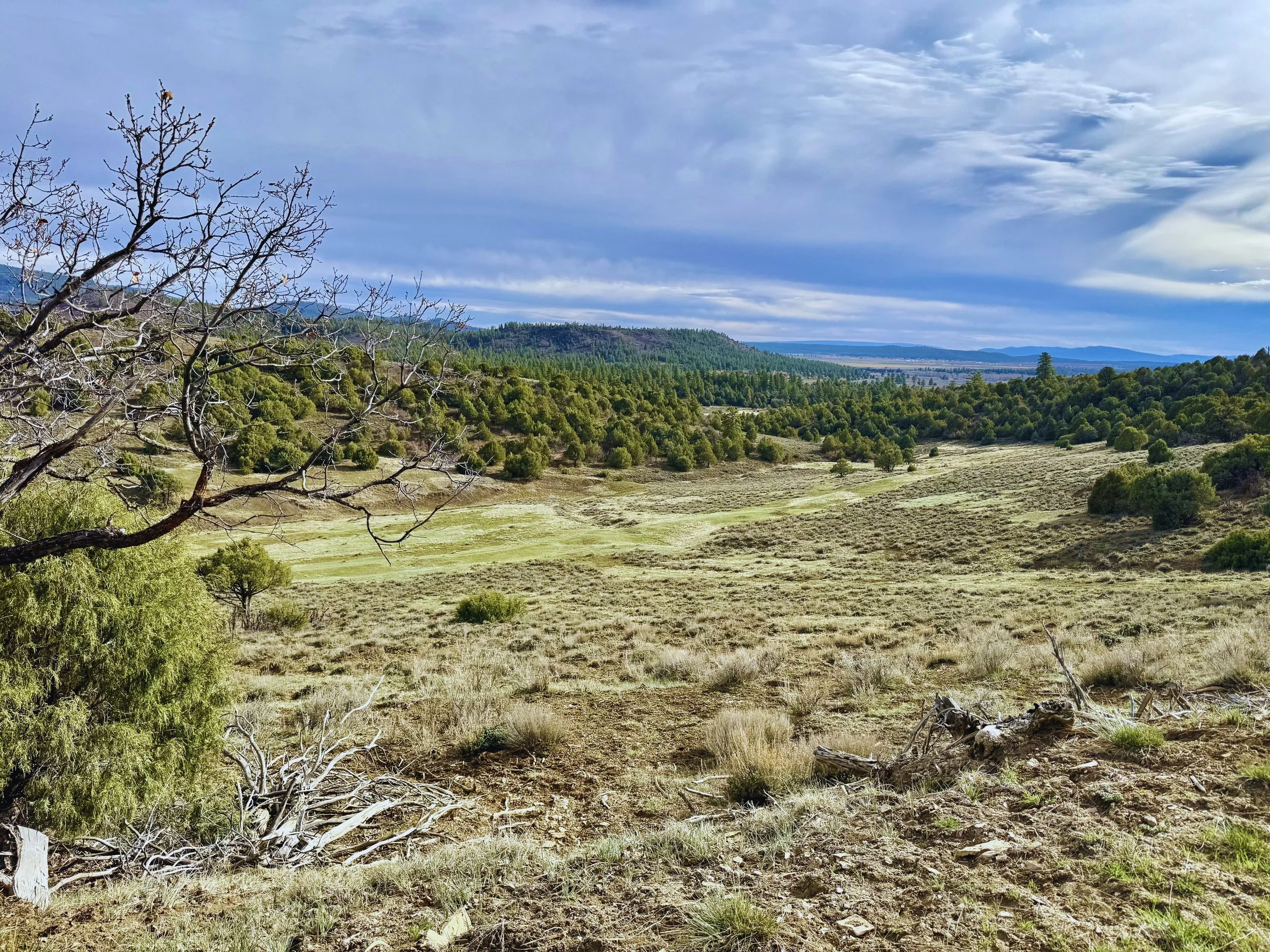A landscape of rolling hills covered with trees, with some barren and some green, under a partly cloudy sky.