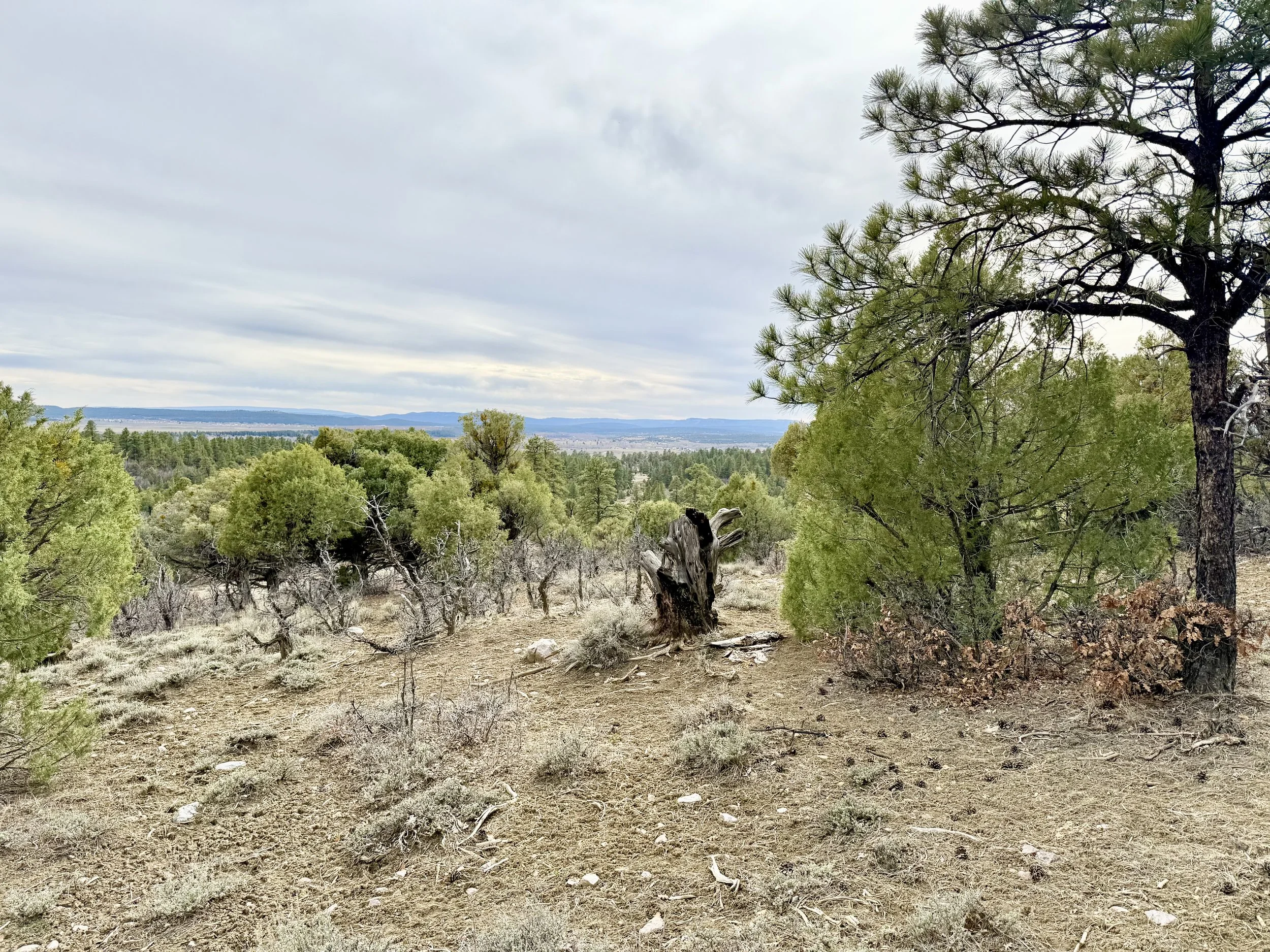 A scenic landscape with a dirt clearing in the foreground, various green trees, a distant view of a city or town, and a cloudy sky overhead.