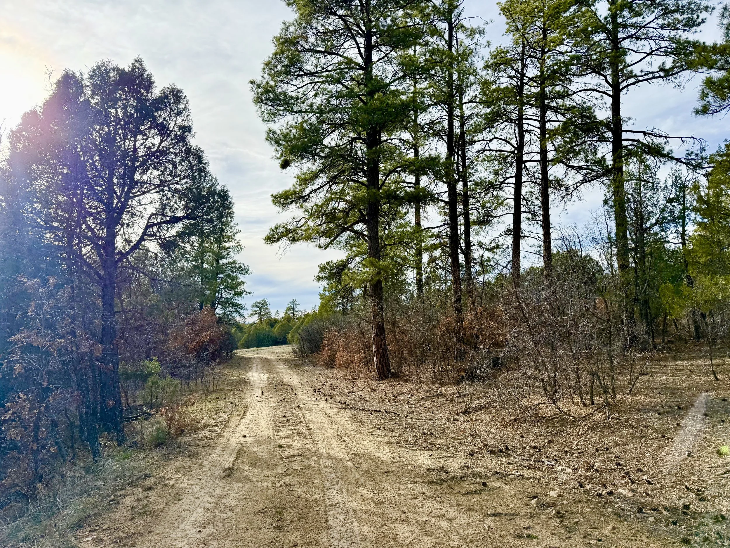 A dirt trail through a forest with tall pine trees and a partly cloudy sky.