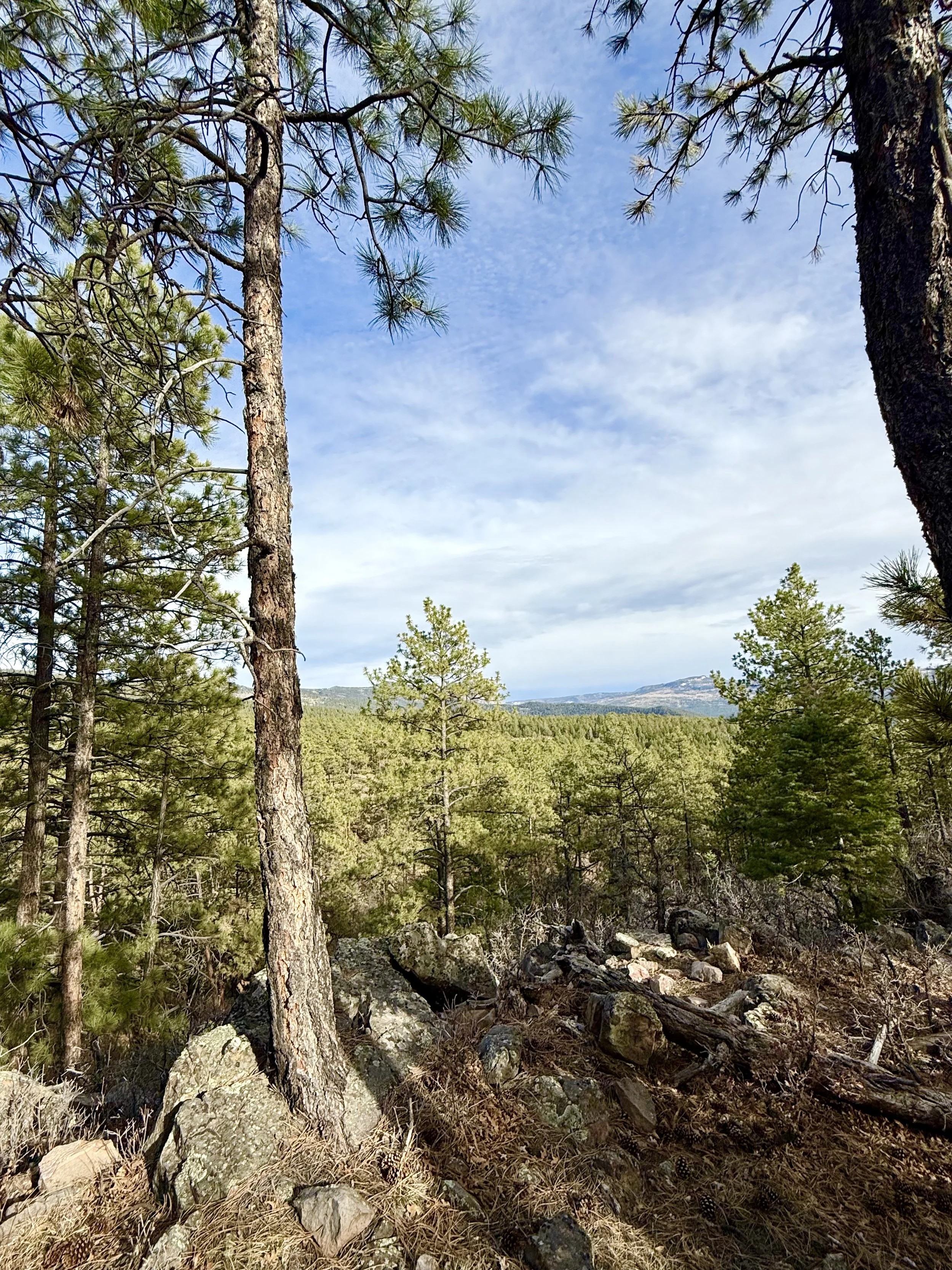 A view of a forested area with tall pine trees and a rocky terrain under a partly cloudy sky.