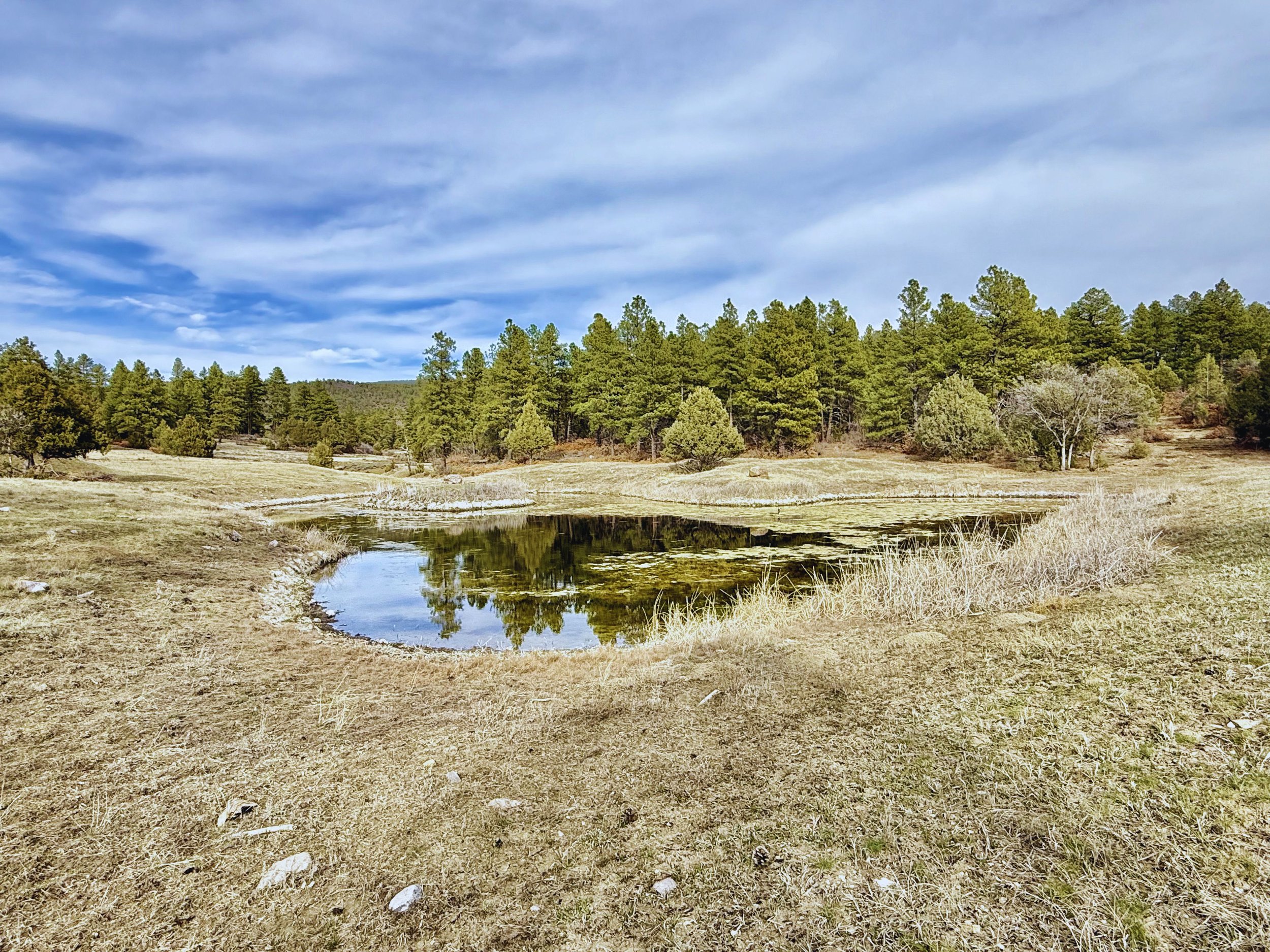 A landscape with a creek, grassy areas, and numerous evergreen trees under a partly cloudy sky.