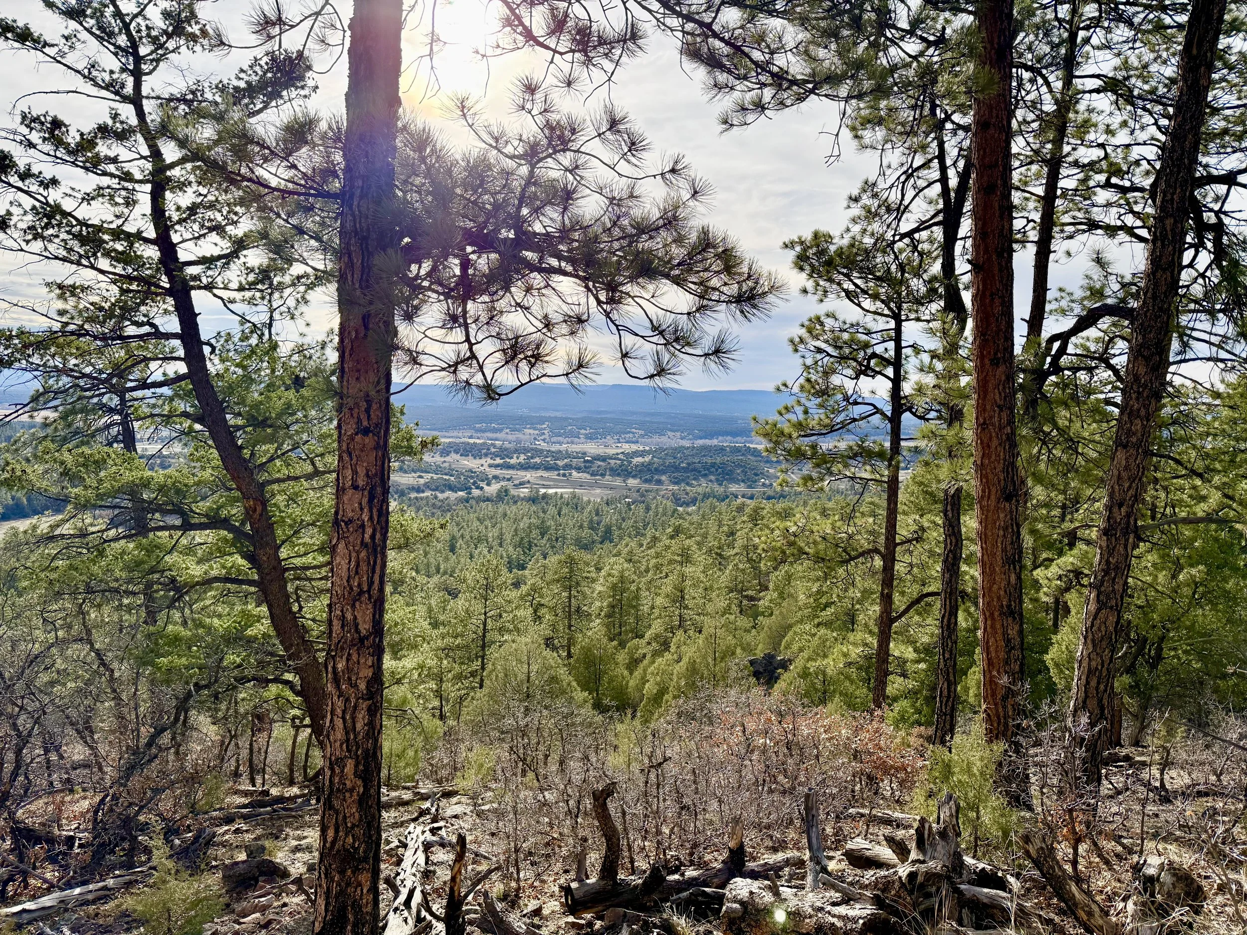 A view of a forest with tall pine trees and a distant landscape with mountains and a cloudy sky, seen through the trees.