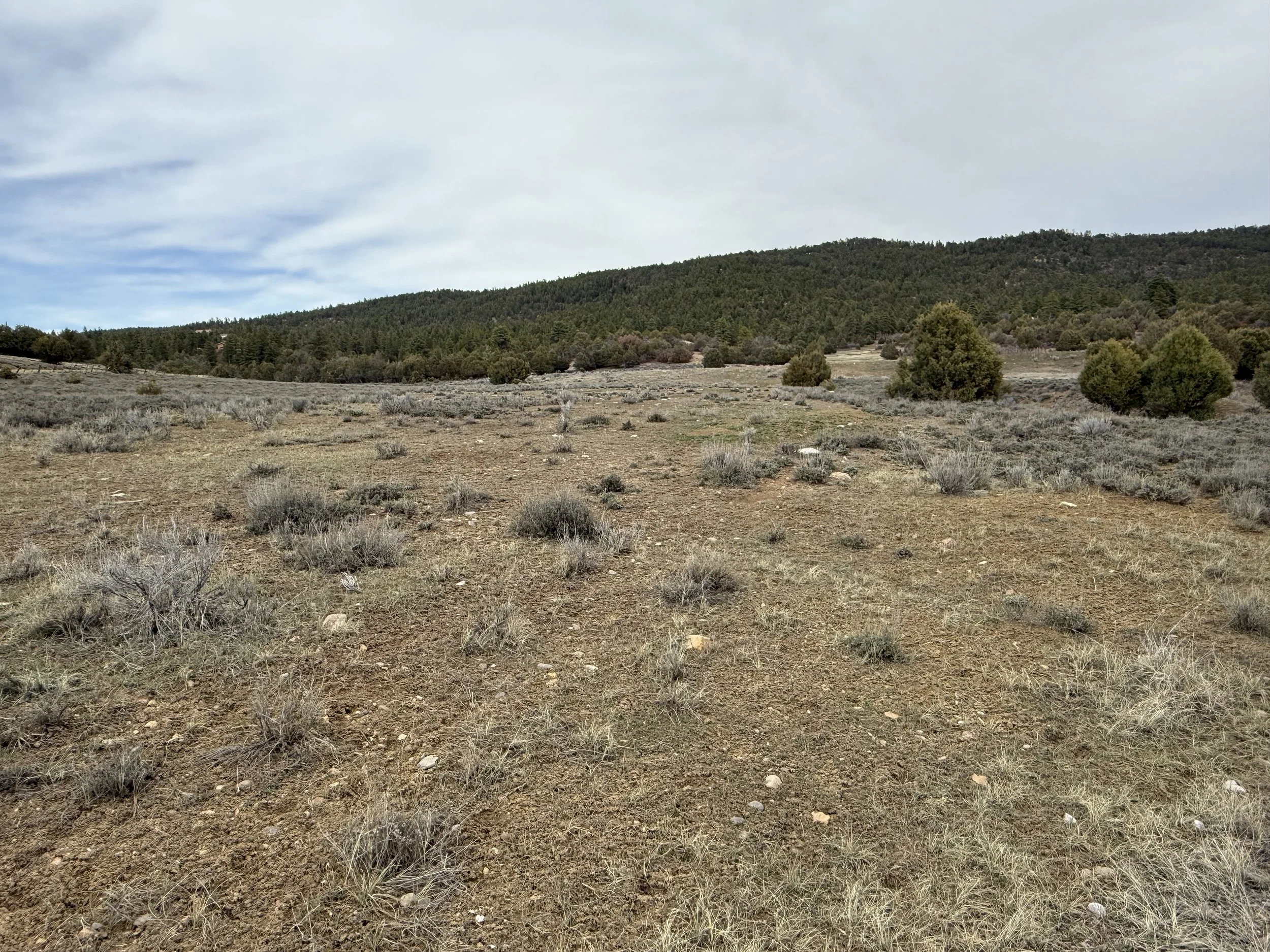 A landscape of a semi-arid area with sparse grass and bushes, a line of small trees, and a forested hill in the background under a partly cloudy sky.