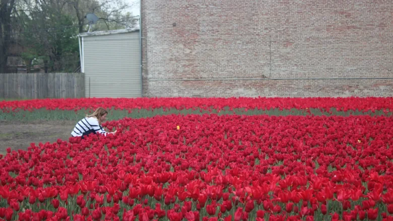 Thousands Of Tulips In Washington Park Are Beautifying The Neighborhood — While Highlighting Inequity