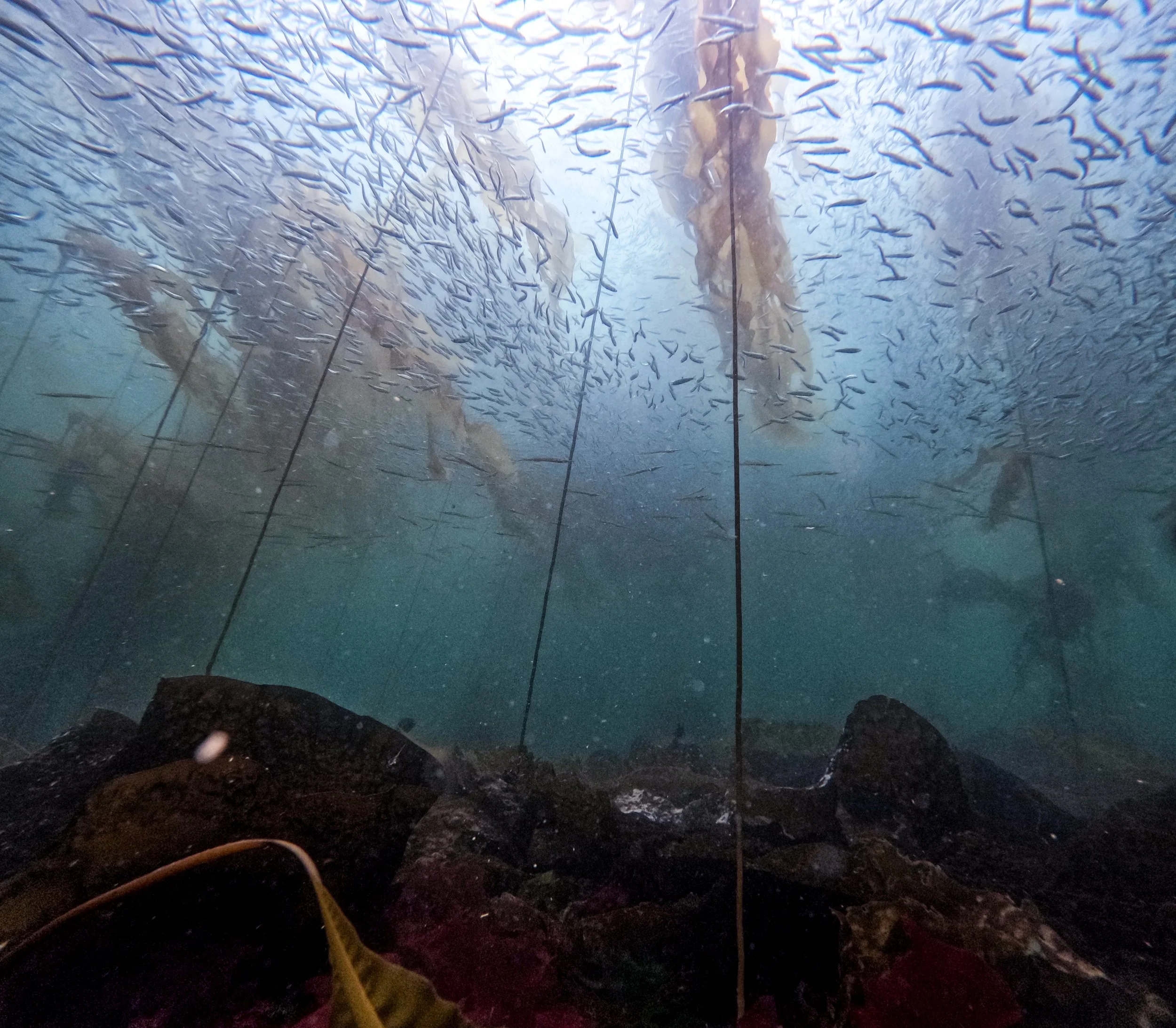 School of herring in a bull kelp forest. Photo by Brian Timmer