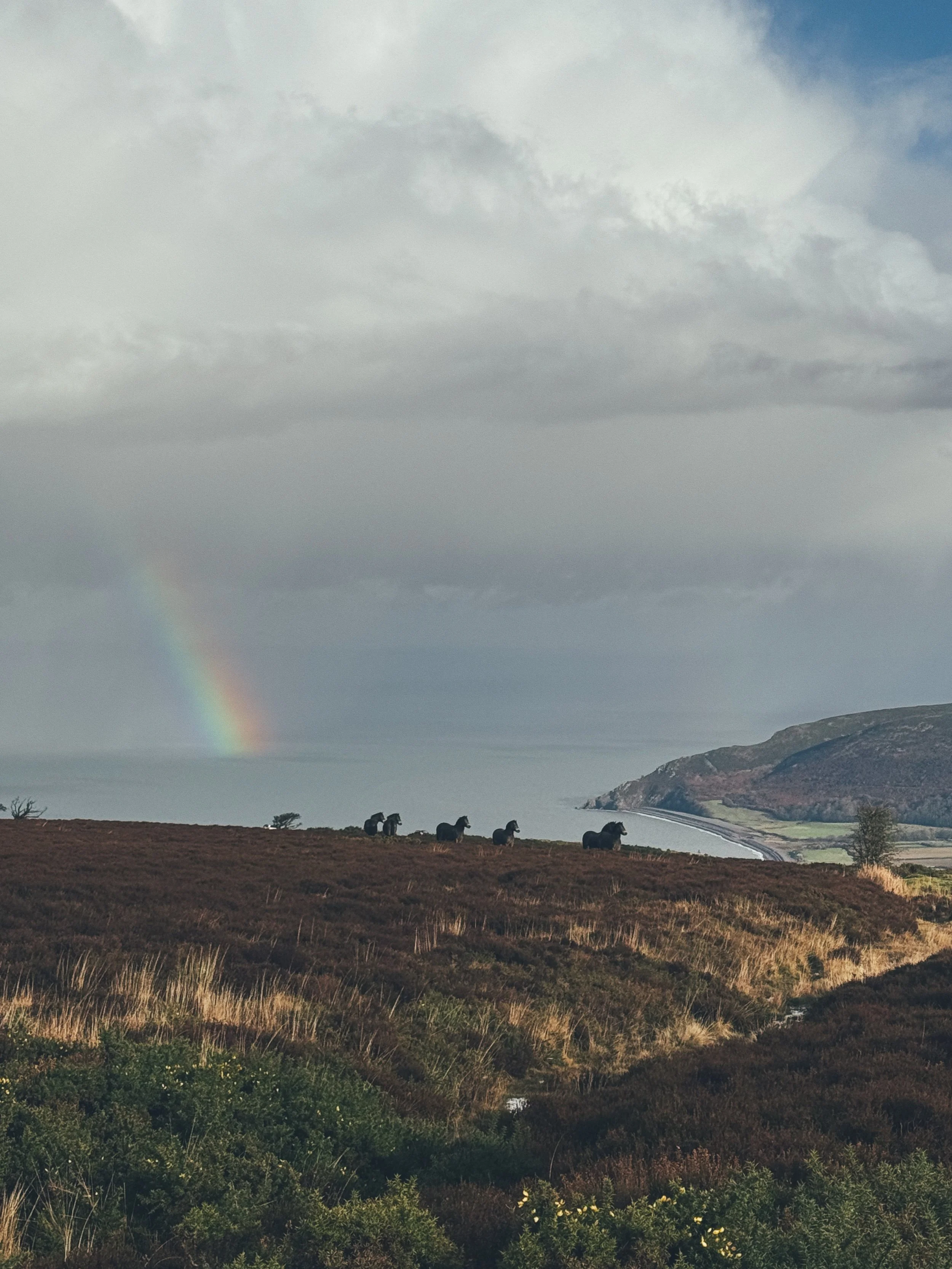 A landscape scene with rolling hills, a lake or ocean, and a rainbow in the cloudy sky. There are four horses grazing on the grass in the foreground.