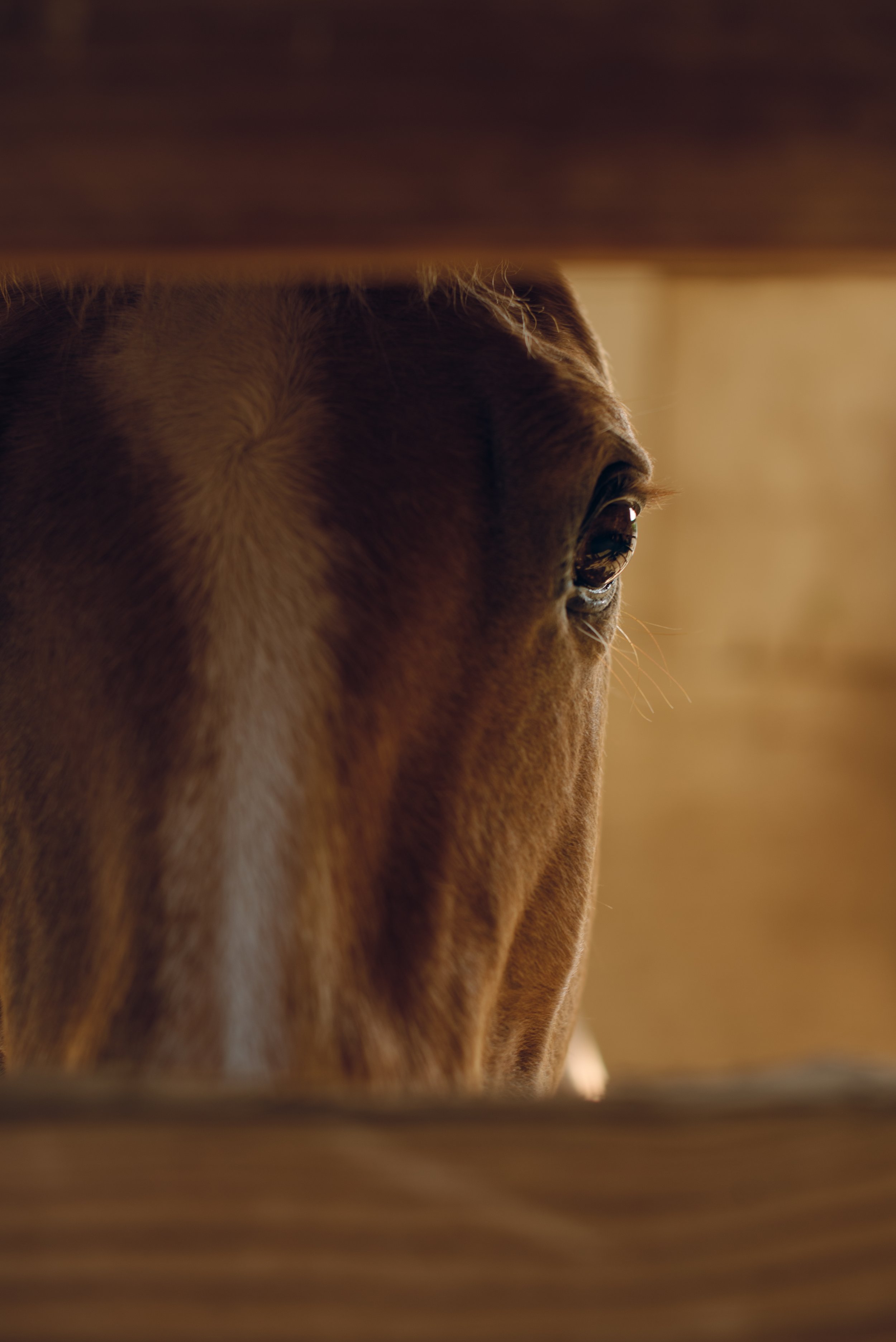 Close-up of a brown horse's face and eye, viewed from below, with warm indoor lighting.