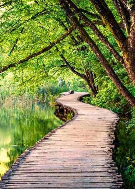 A winding wooden boardwalk through lush green trees and foliage beside a calm lake.