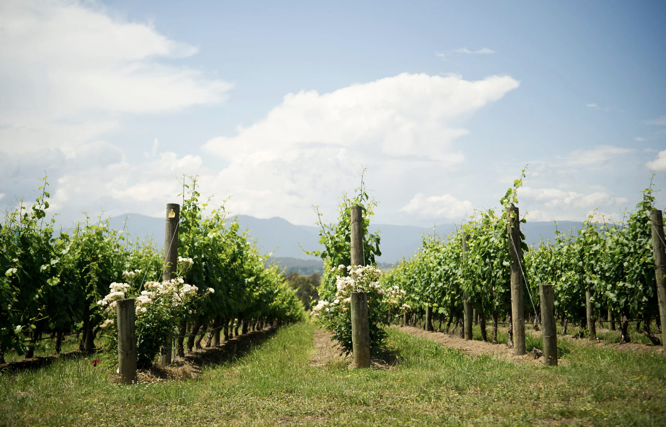 Vineyard rows with green grapevines supported by wooden posts, under a partly cloudy sky.