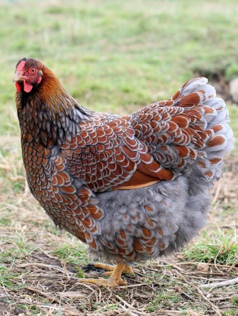 Arctic Blue Egger