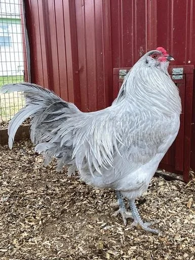 Ameraucana