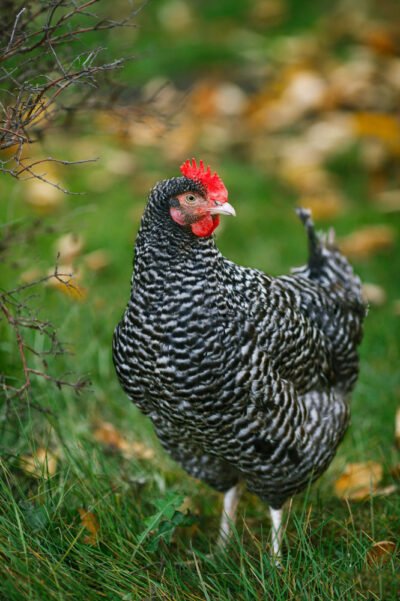 Cuckoo Maran