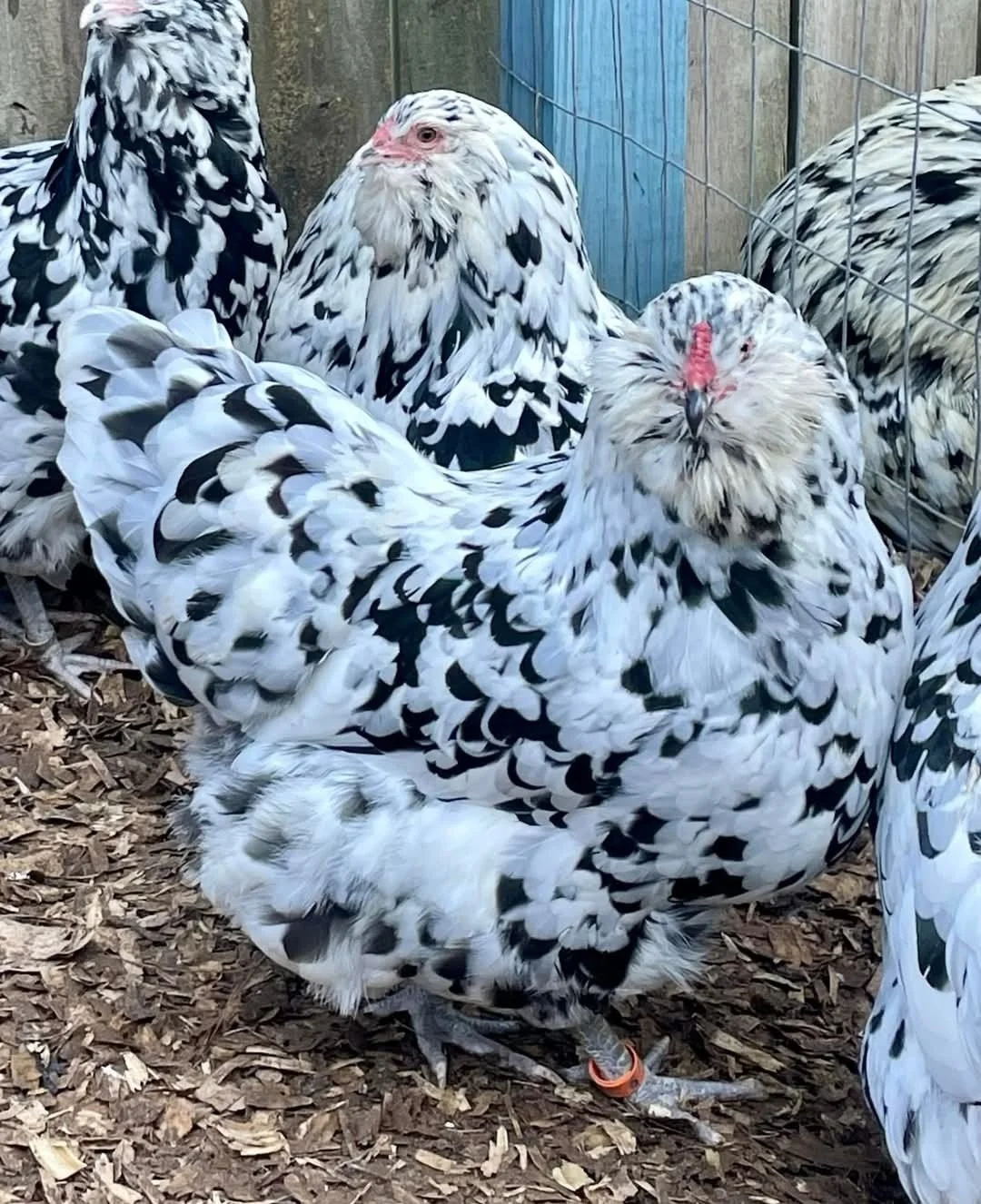 Bantam Ameraucana