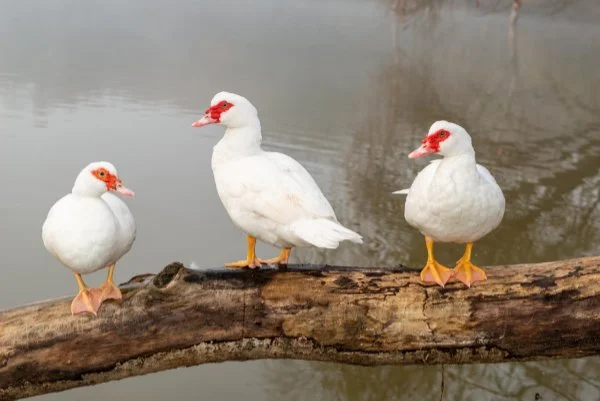 DUCK: Muscovy White