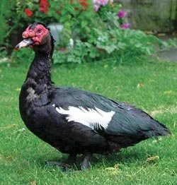 DUCK: Muscovy Black