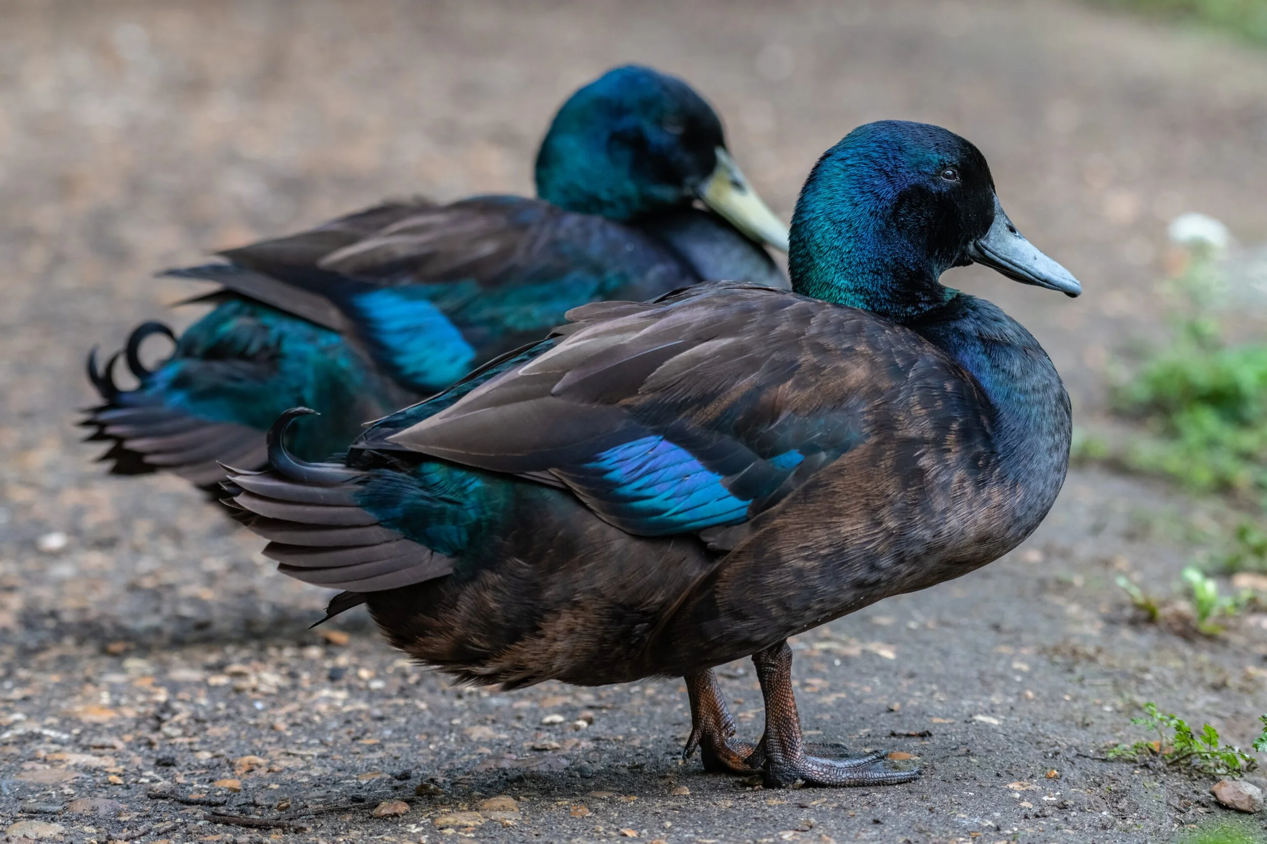 DUCK: Cayuga