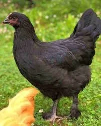 Midnight Majesty Maran