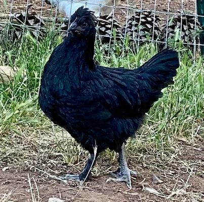Onyx Olive Egger