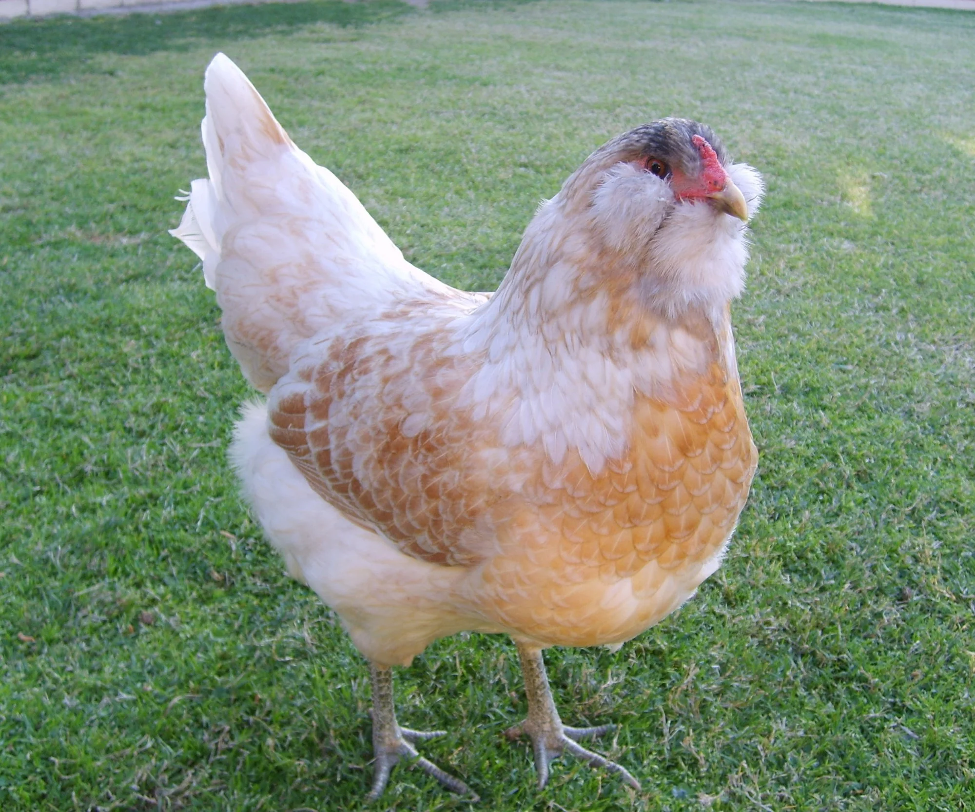 Easter Egger Green Ameraucana